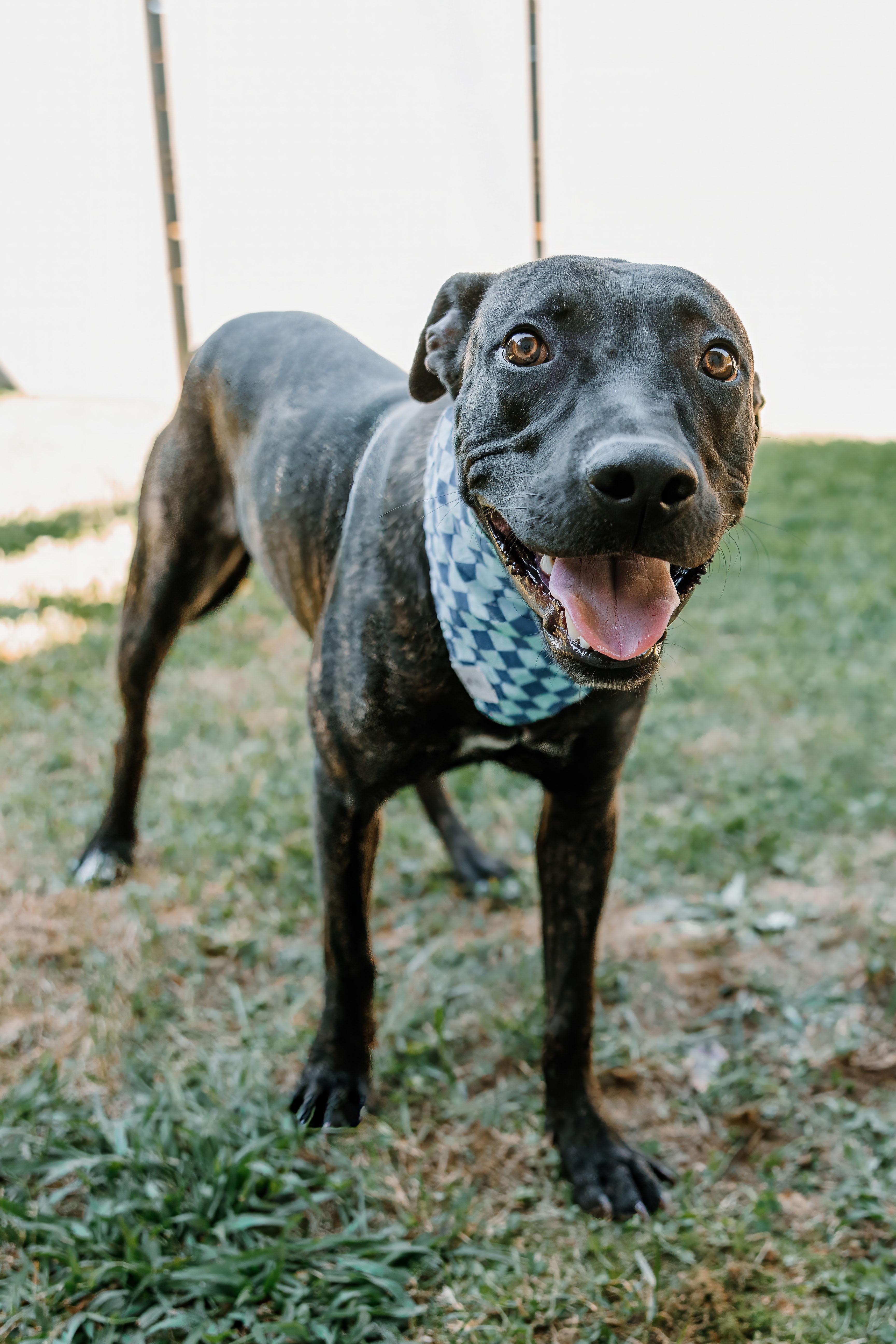 Enlarge Nino, a Adoptable mixed breed in Lancaster, SC image 3/6