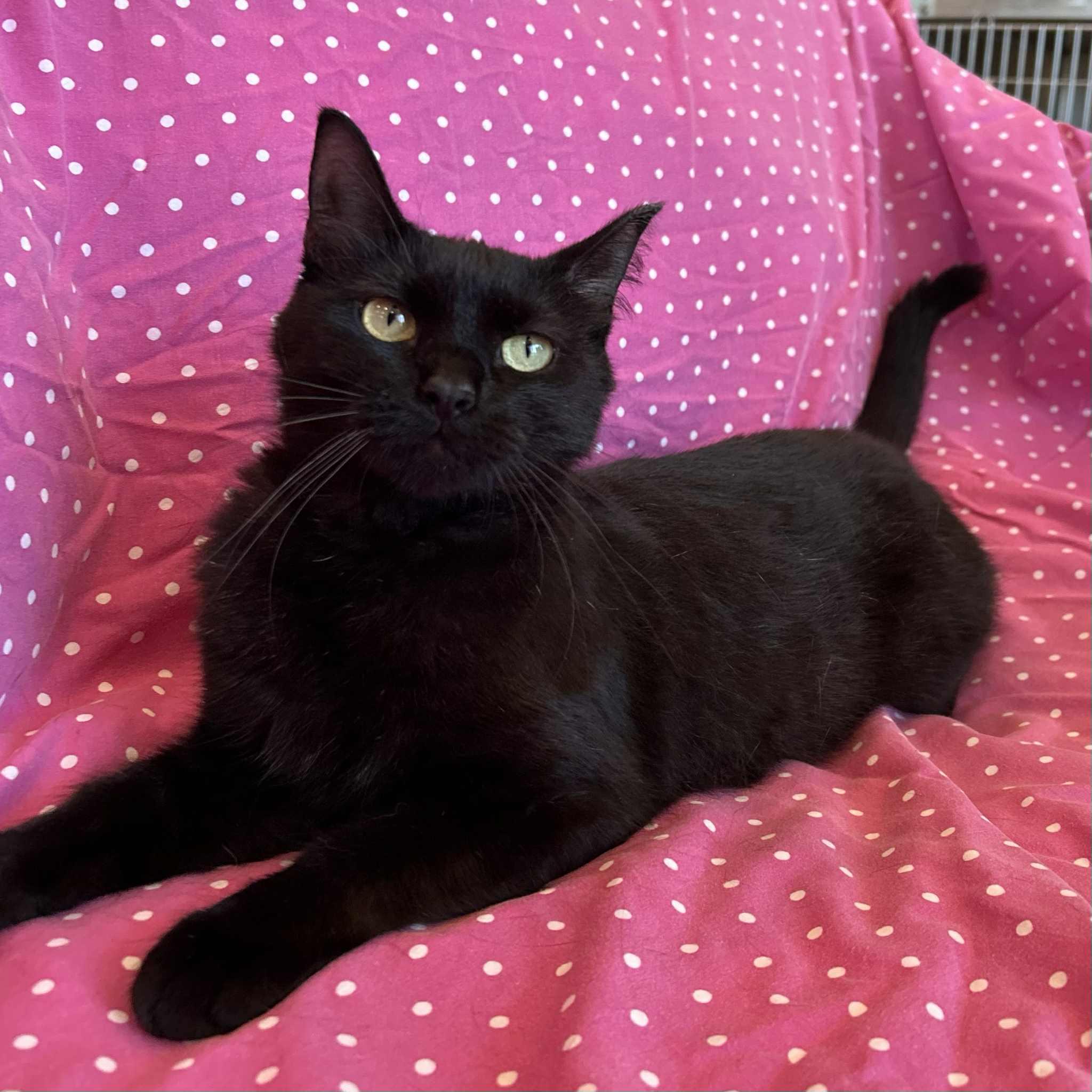 Ellie, an adoptable Domestic Short Hair in Alexandria, MN, 56308 | Photo Image 1