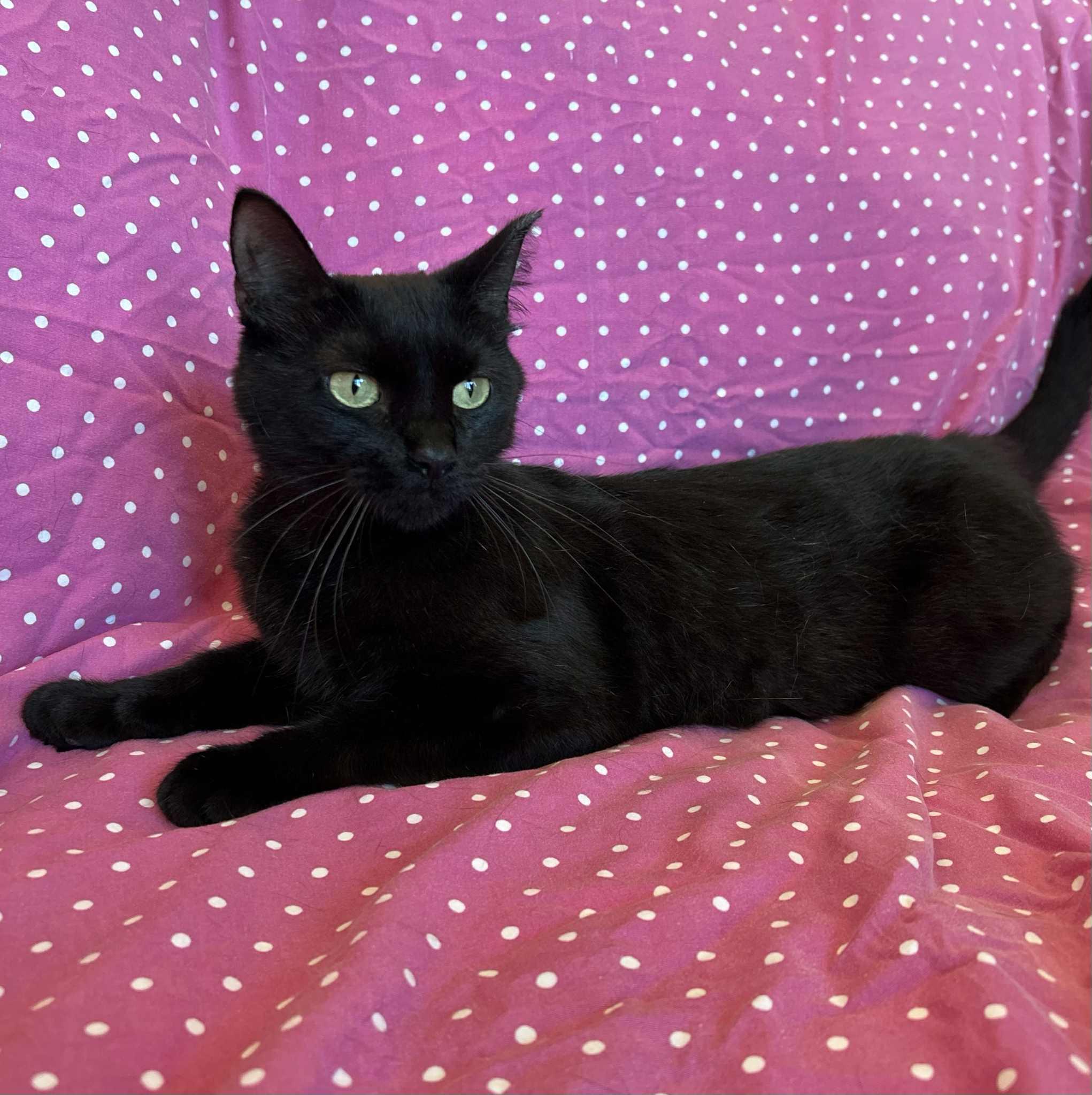 Ellie, an adoption pending mixed breed in Alexandria, MN image 2/2