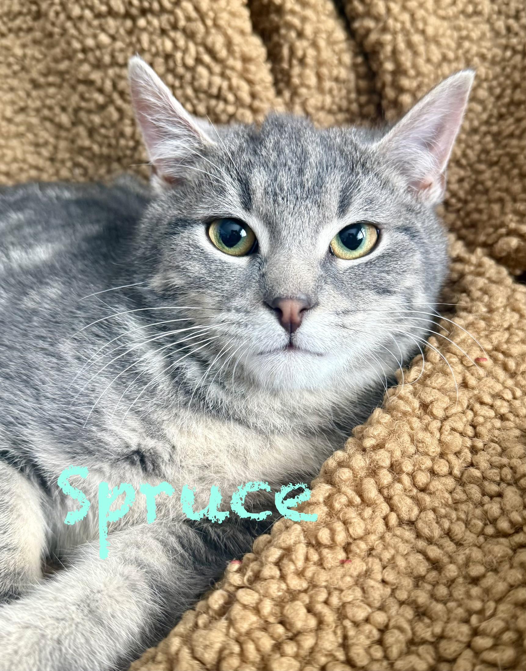 Spruce, ADOPTABLE, Kitten Male Domestic Short Hair.