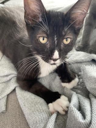 Zest (collier Jaune), Adoptable, Kitten Male Domestic Medium Hair & Domestic Short Hair.