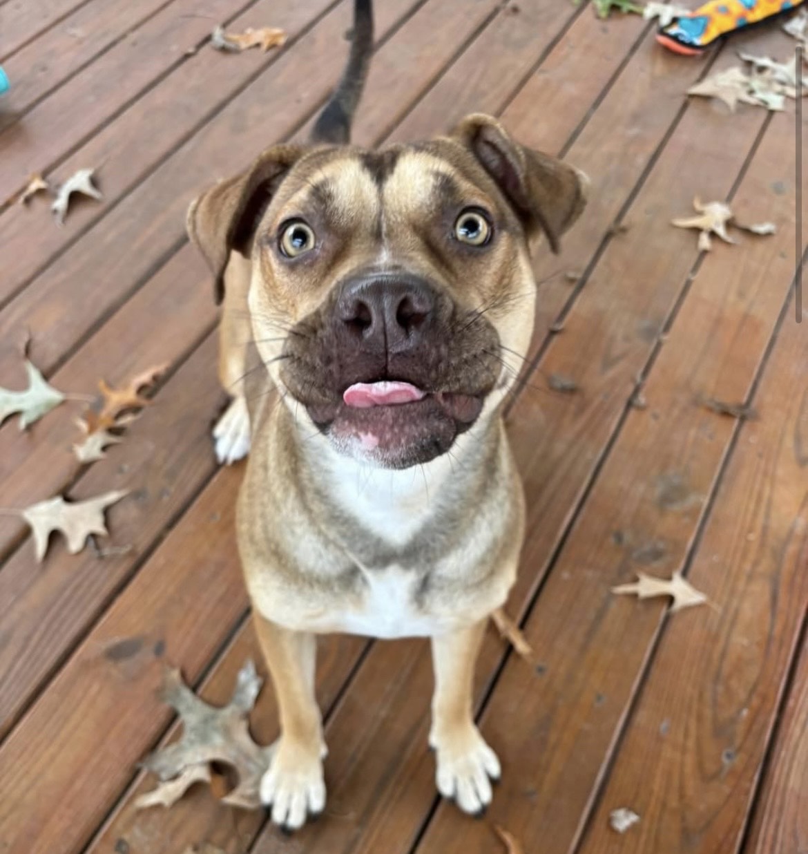 Gloria, a Adoptable Mixed Breed in Collierville, TN image 2/6