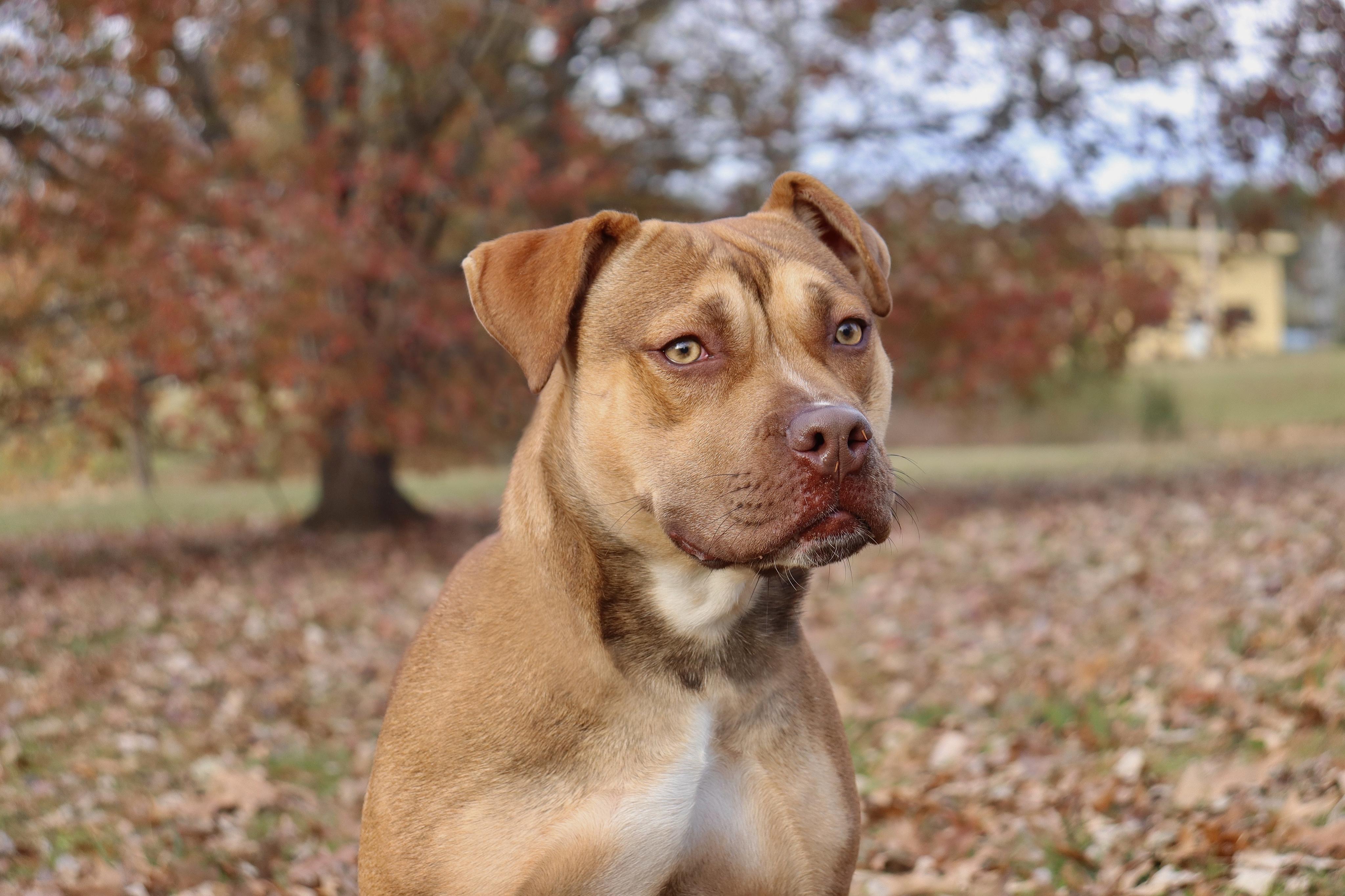 Gloria, a Adoptable Mixed Breed in Collierville, TN image 4/6