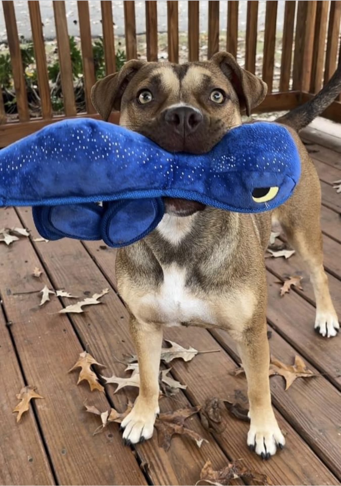 Gloria, a Adoptable Mixed Breed in Collierville, TN image 5/6