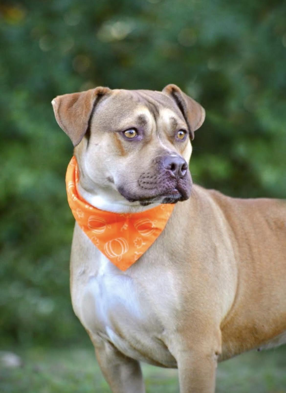 Gloria, a Adoptable Mixed Breed in Collierville, TN image 1/6