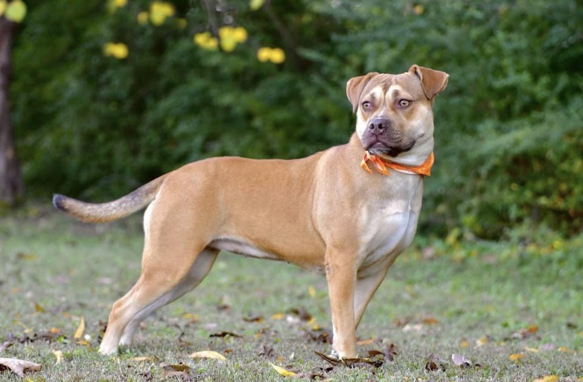 Gloria, a Adoptable Mixed Breed in Collierville, TN image 6/6