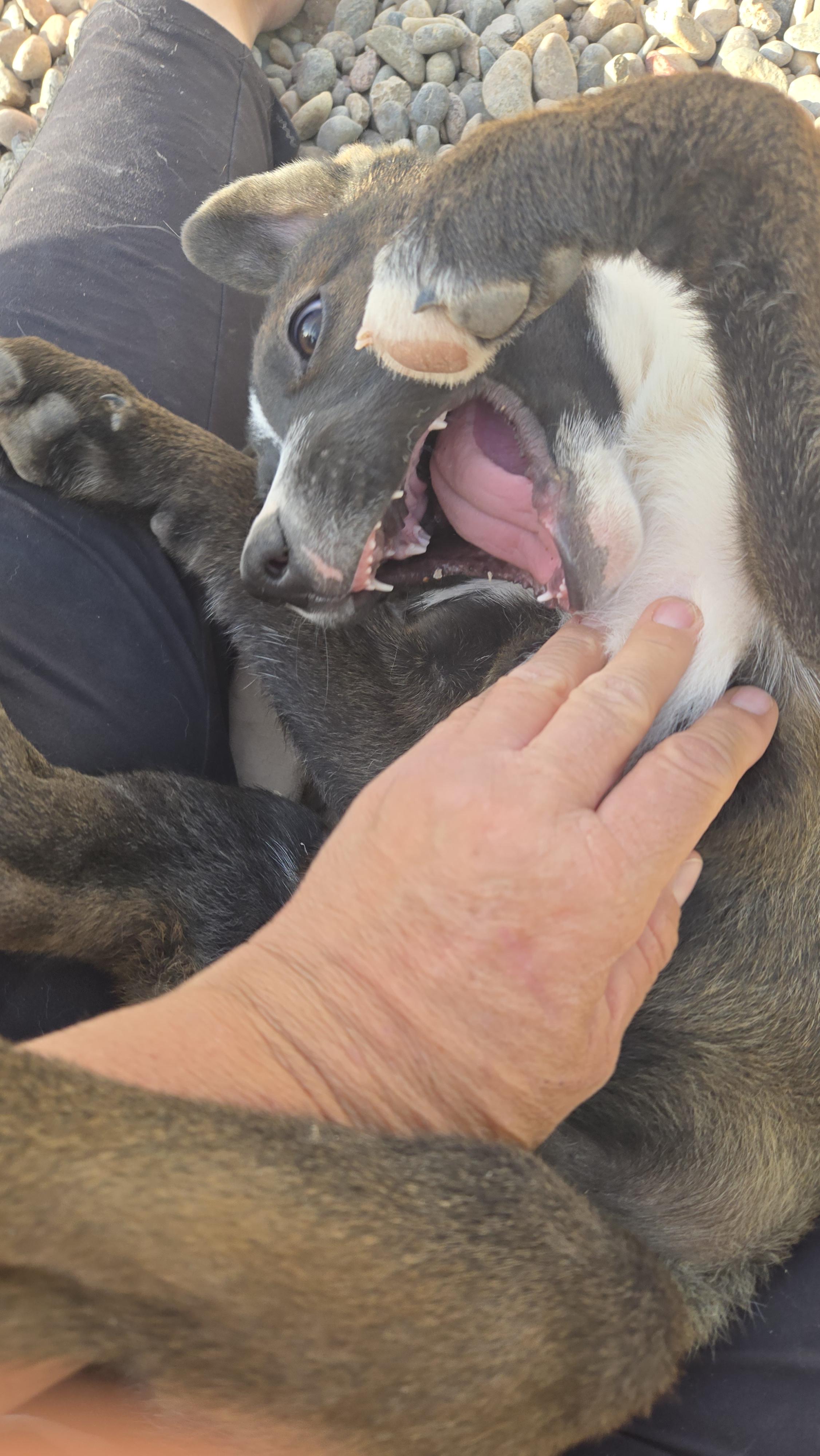 **MAX - Bio Below, a ADOPTABLE mixed breed in Peralta, NM image 2/6