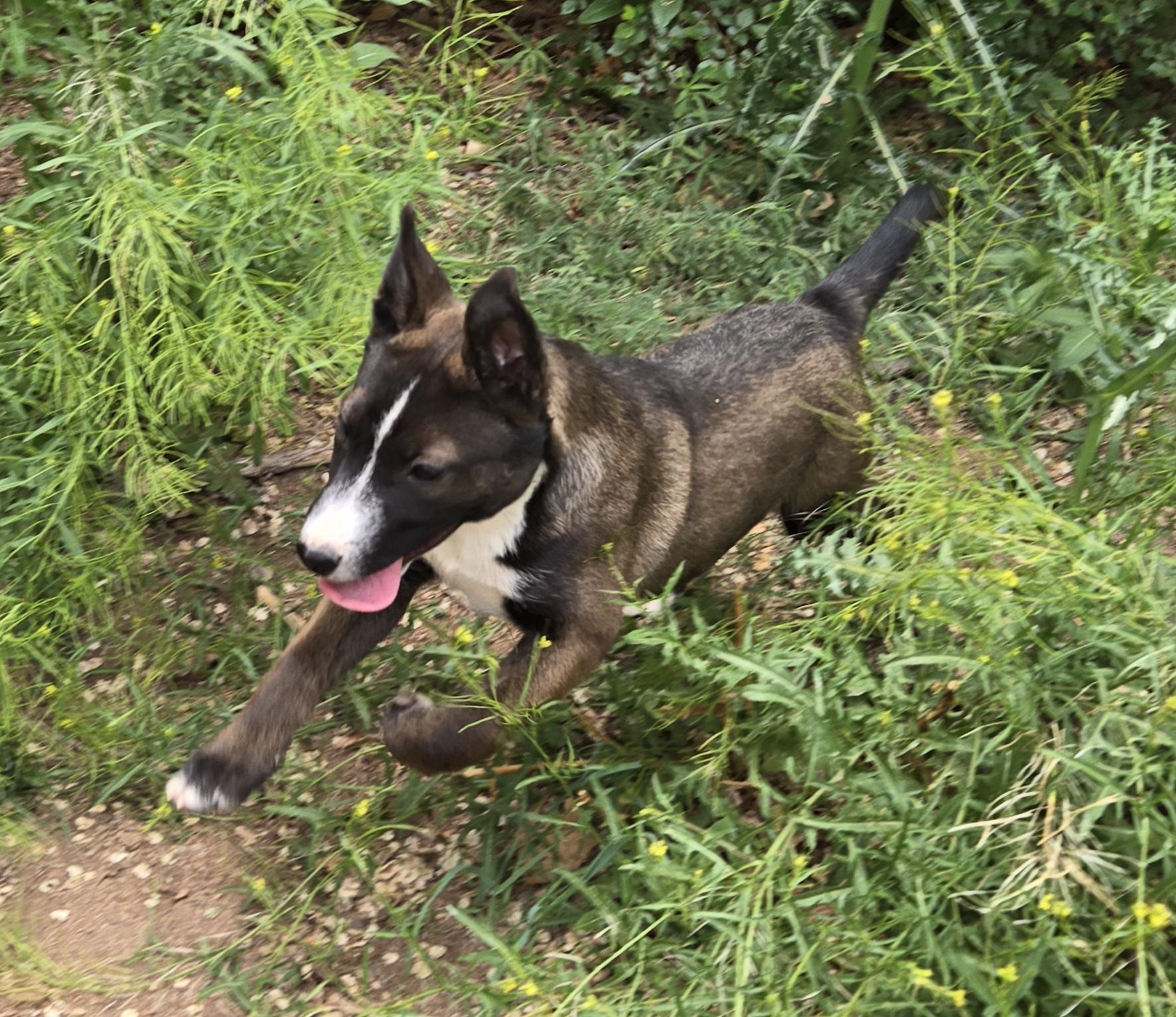 **MAX - Bio Below, a ADOPTABLE mixed breed in Peralta, NM image 3/6