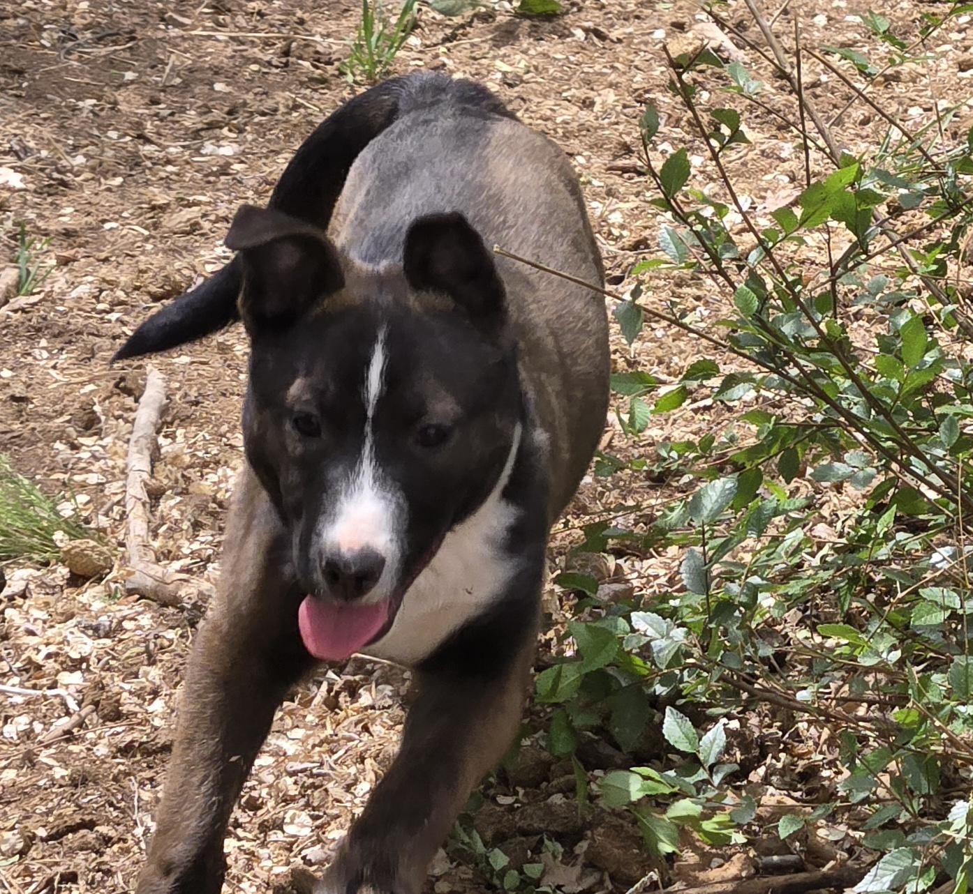 **MAX - Bio Below, a ADOPTABLE mixed breed in Peralta, NM image 4/6