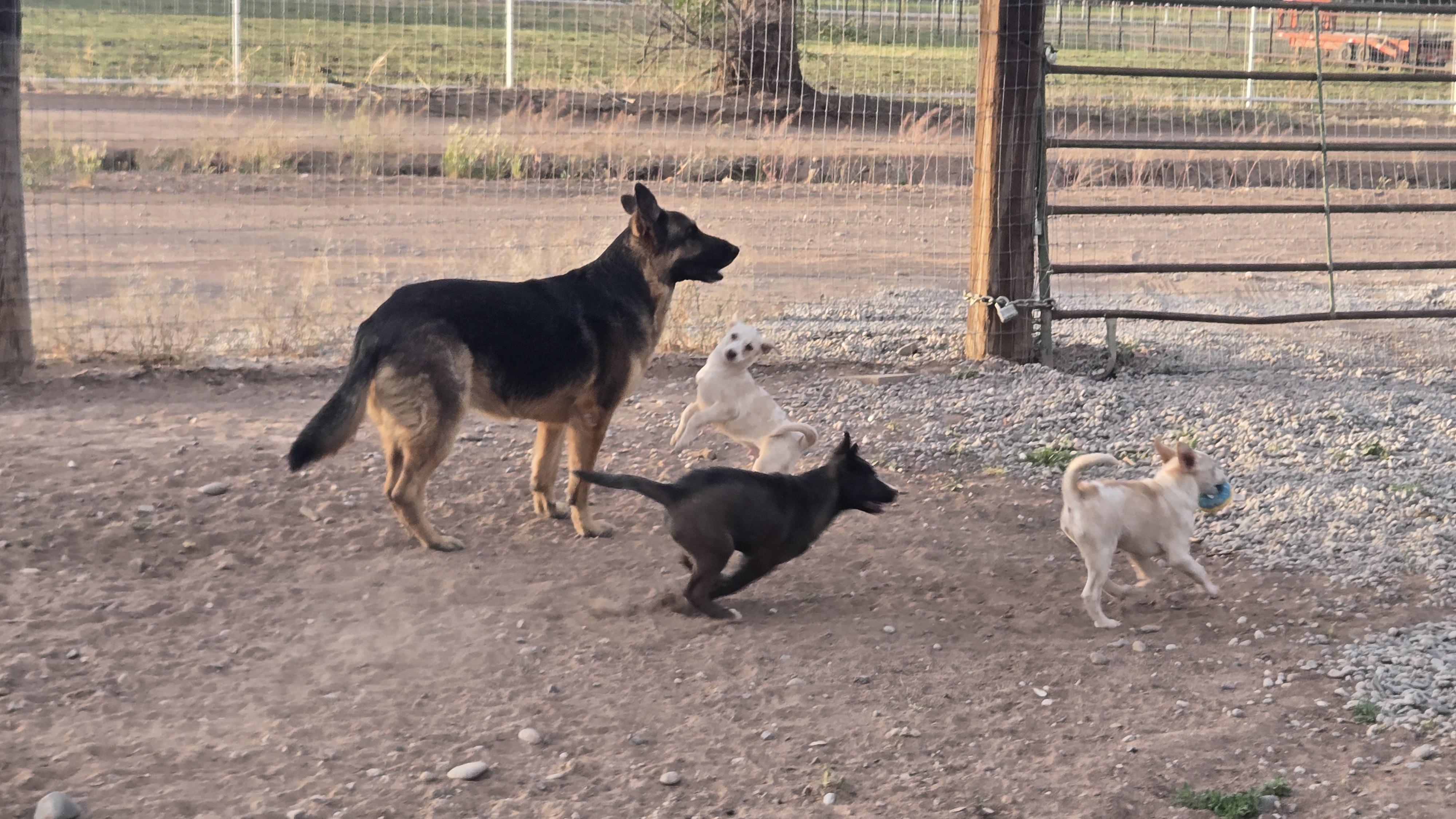 **MAX - Bio Below, a ADOPTABLE mixed breed in Peralta, NM image 6/6