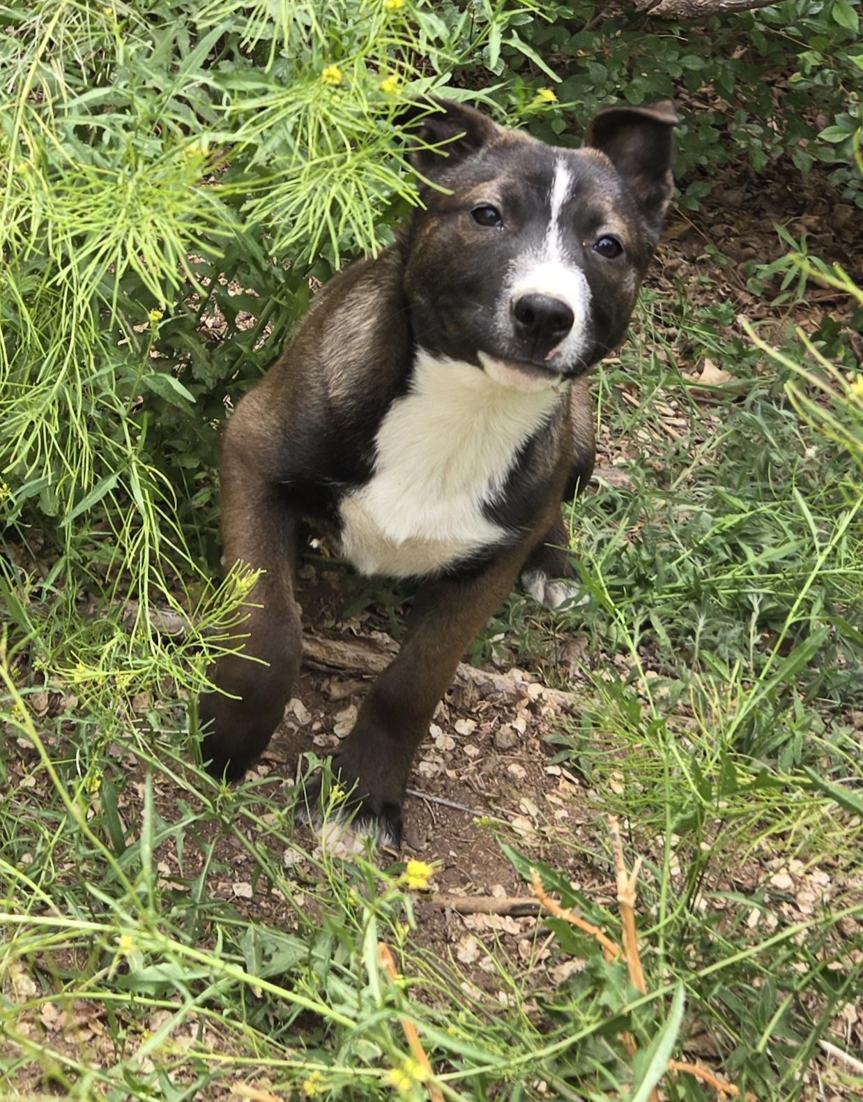 **MAX - Bio Below, ADOPTABLE, Puppy Male Belgian Shepherd / Malinois & Bull Terrier.