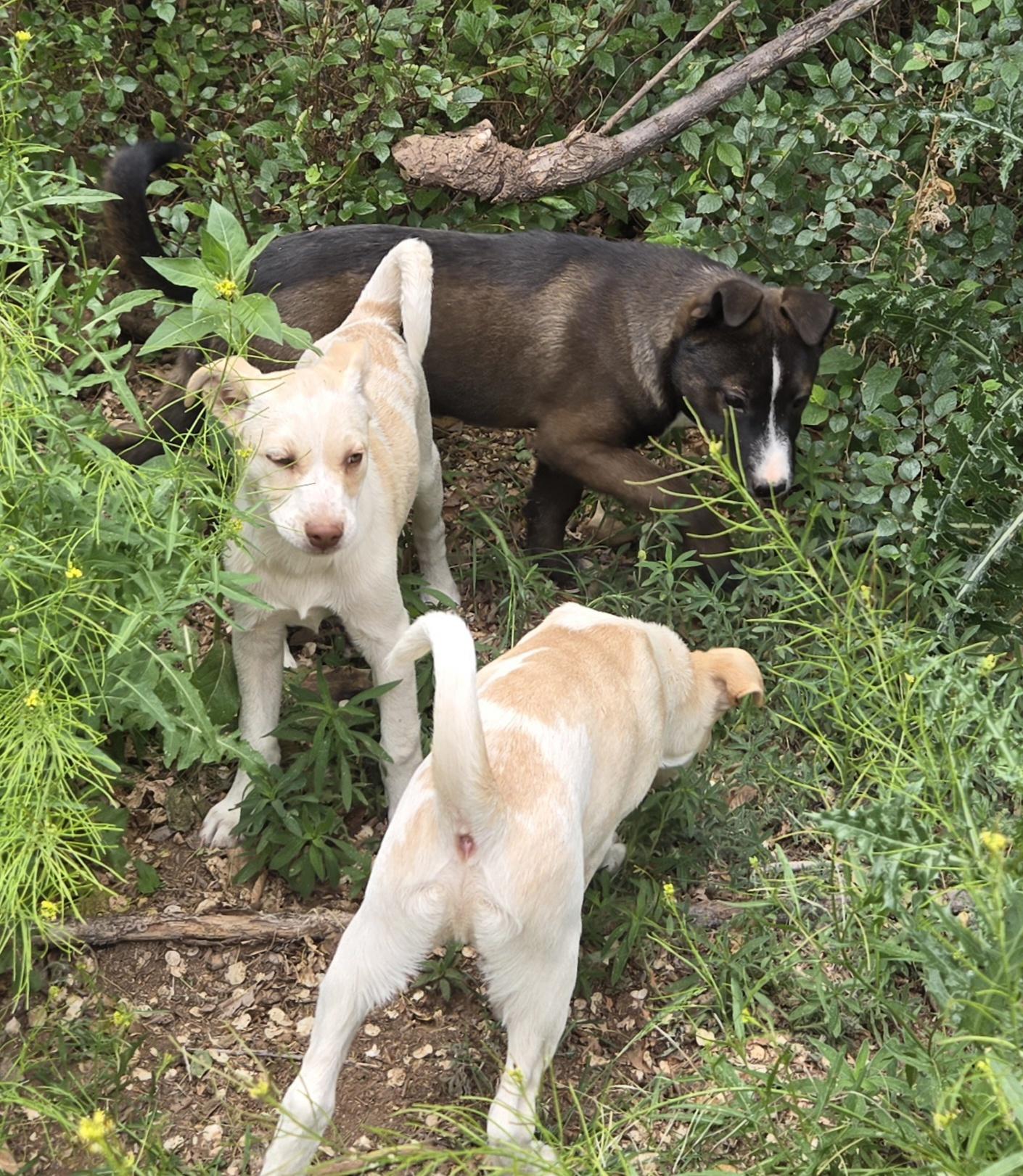 **MAX - Bio Below, a ADOPTABLE mixed breed in Peralta, NM image 5/6