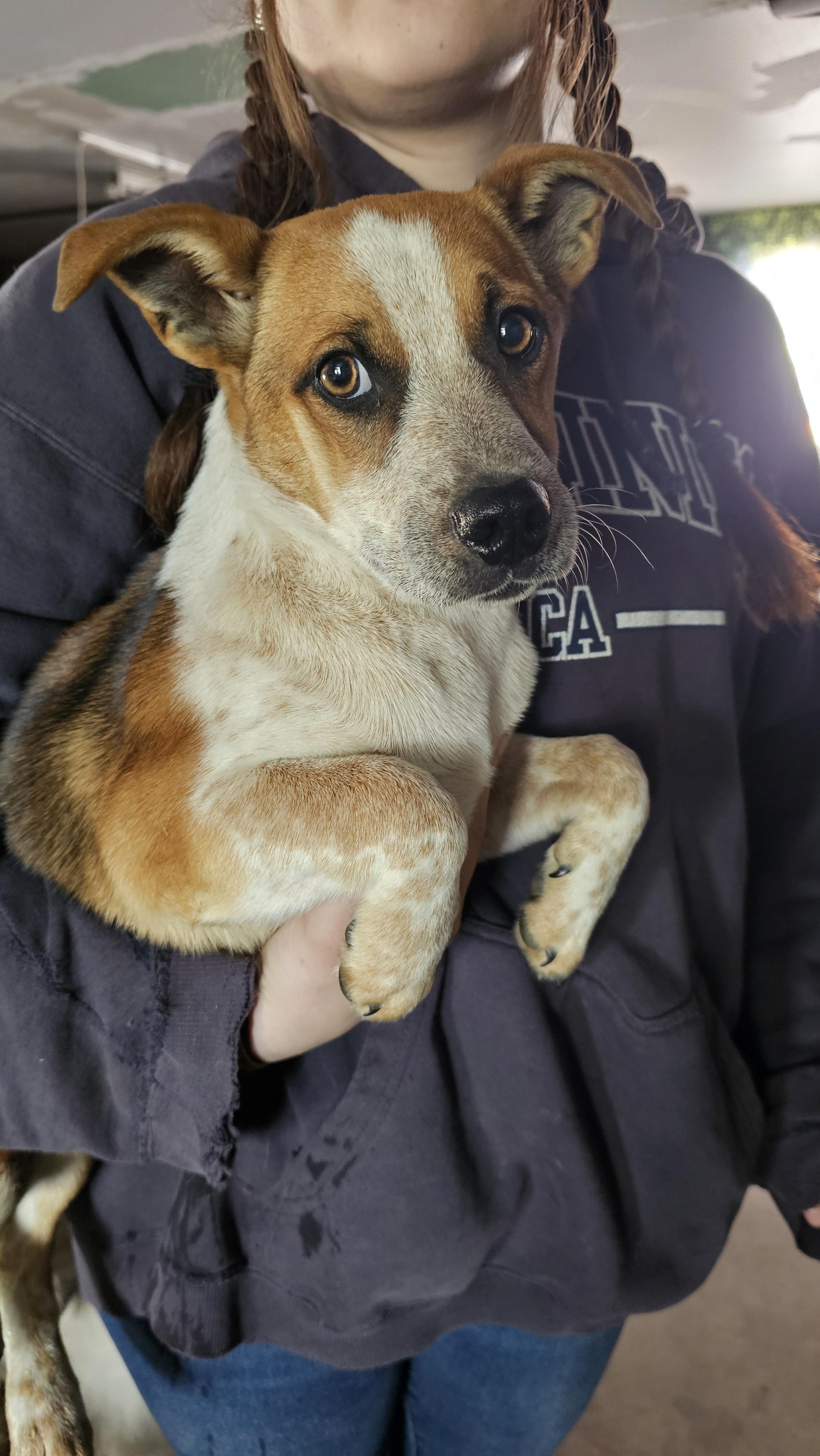 Cinch, a ADOPTABLE mixed breed in Phelan, CA image 1/2