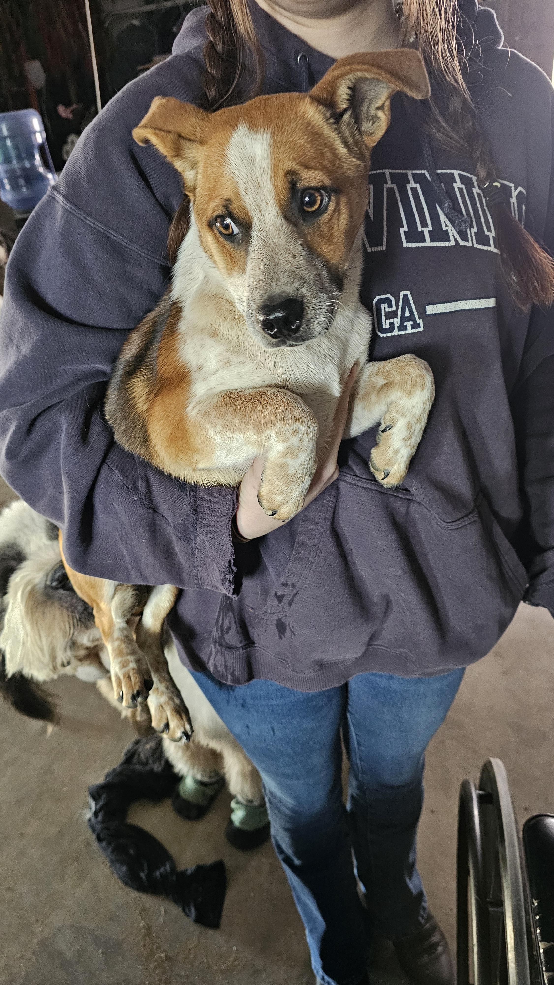 Cinch, a ADOPTABLE mixed breed in Phelan, CA image 2/2