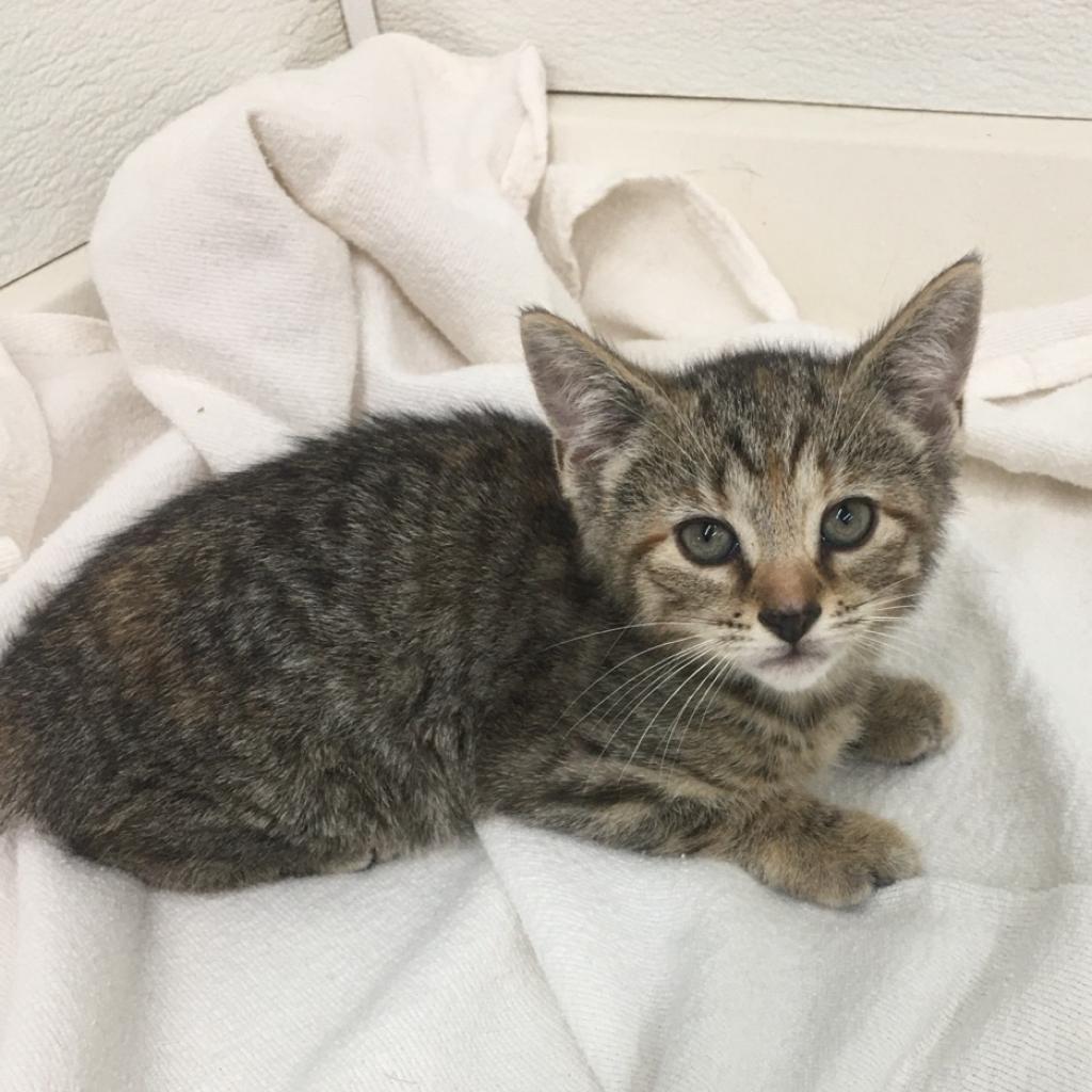 Enlarge Jade, a Adoptable Domestic Short Hair in Union City, PA image 2/5