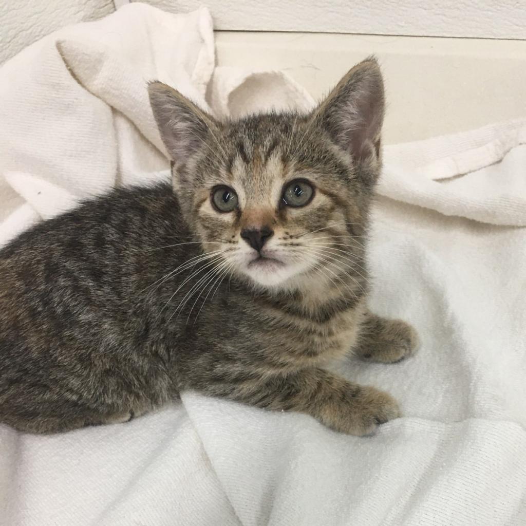 Enlarge Jade, a Adoptable Domestic Short Hair in Union City, PA image 3/5