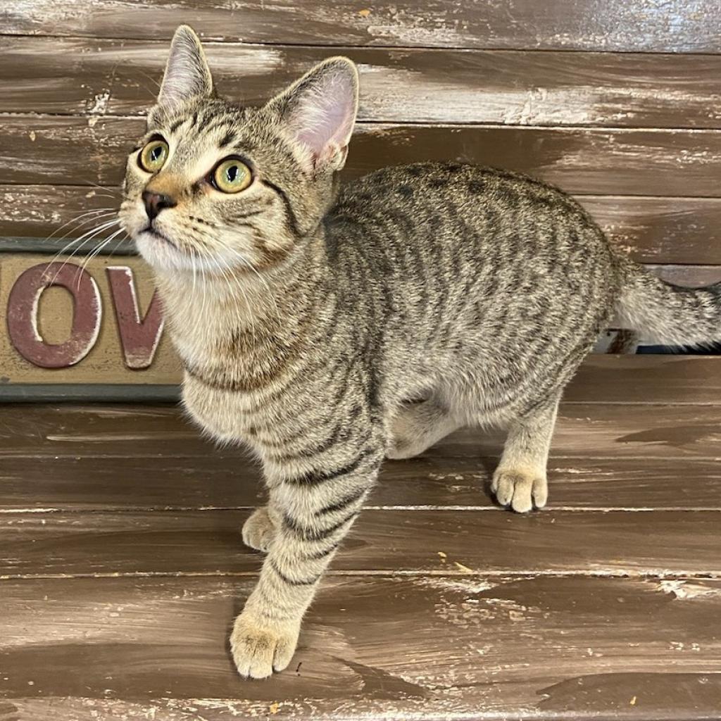 Enlarge Jade, a Adoptable Domestic Short Hair in Union City, PA image 4/5