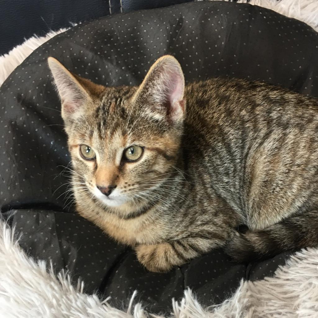 Enlarge Jade, a Adoptable Domestic Short Hair in Union City, PA image 4/5