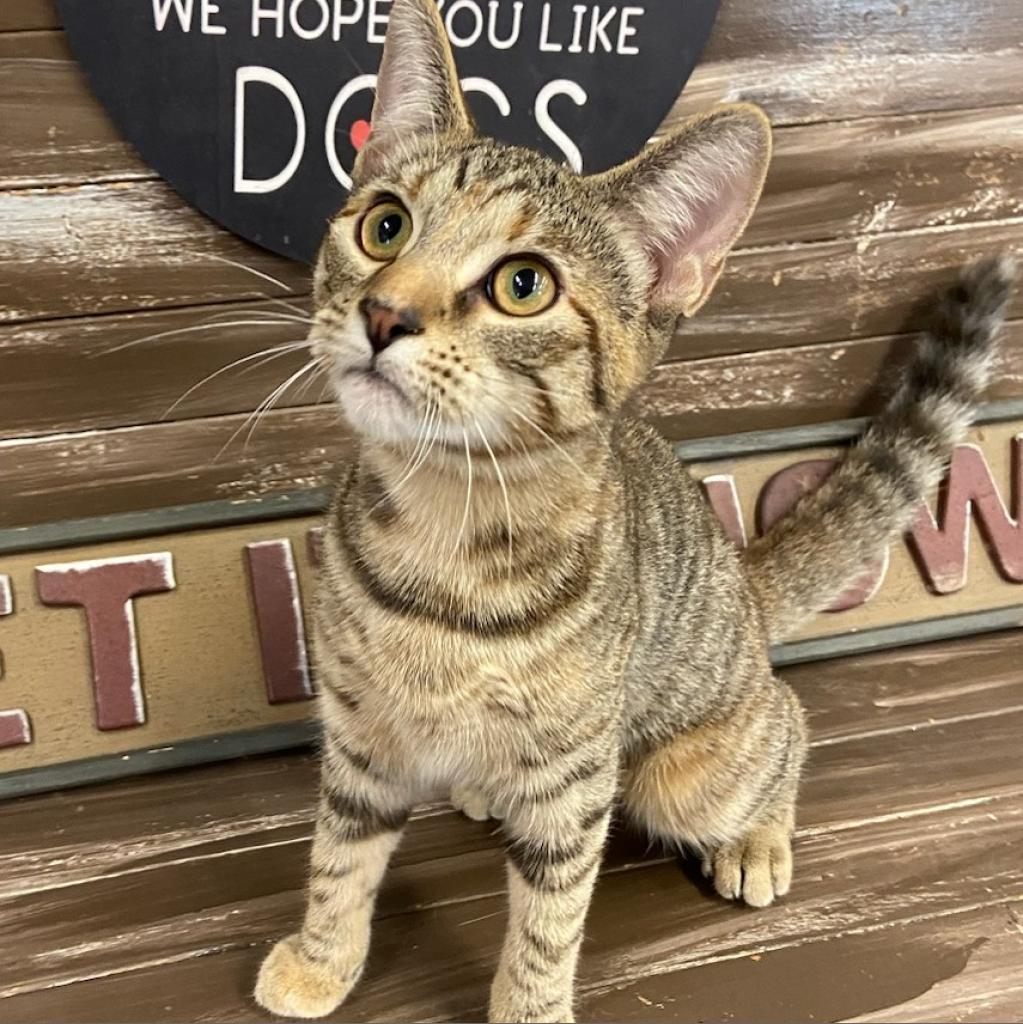 Enlarge Jade, a Adoptable Domestic Short Hair in Union City, PA image 5/5