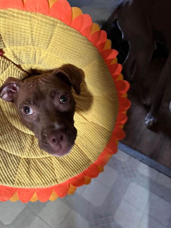 Dog for adoption Cocoa Beans, a Mixed Breed in Swanton, OH Petfinder