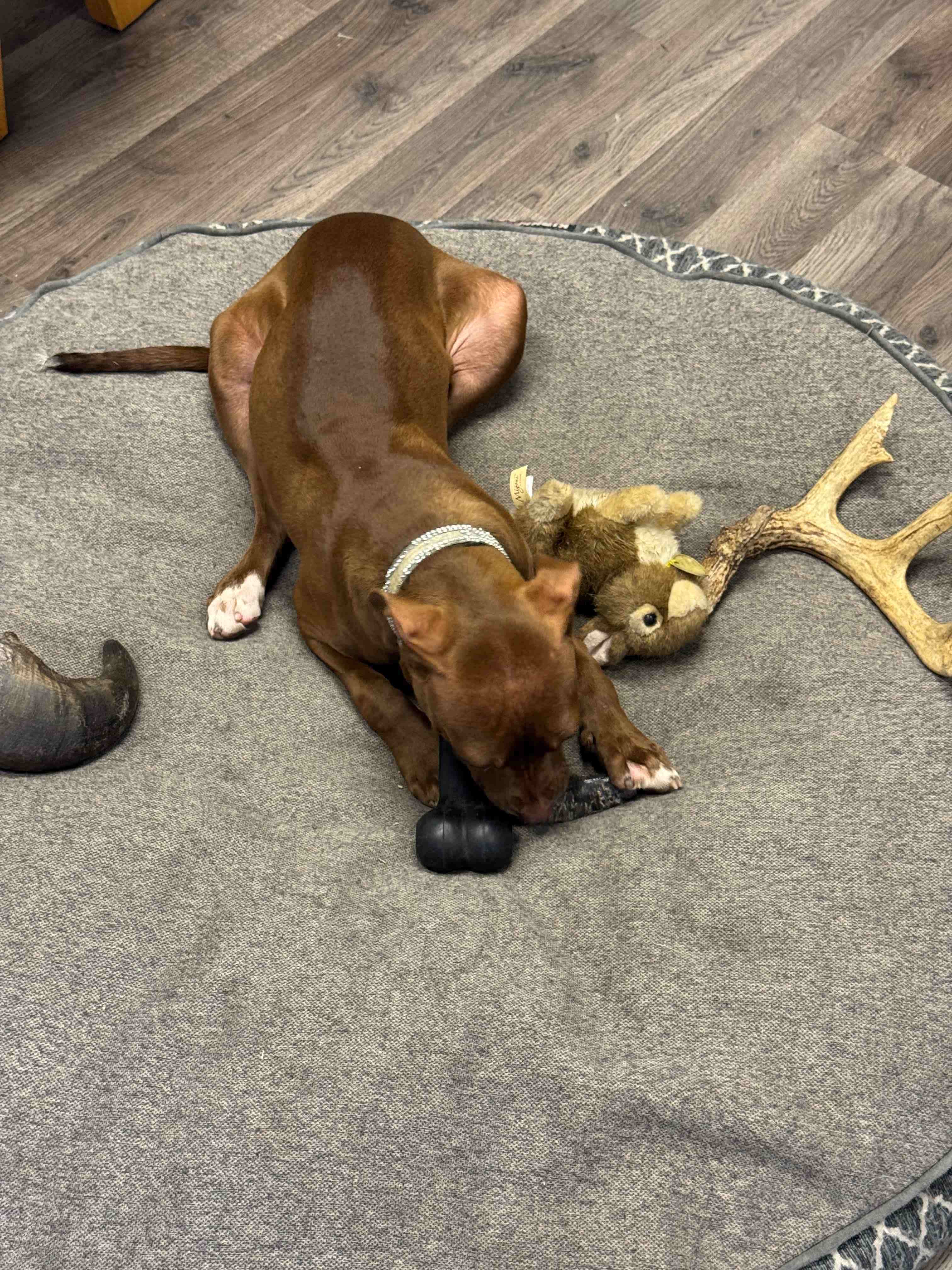 Cocoa Beans, a Adopted Mixed Breed in Swanton, OH image 2/4