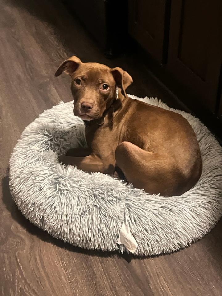 Dog for adoption Cocoa Beans, a Mixed Breed in Swanton, OH Petfinder