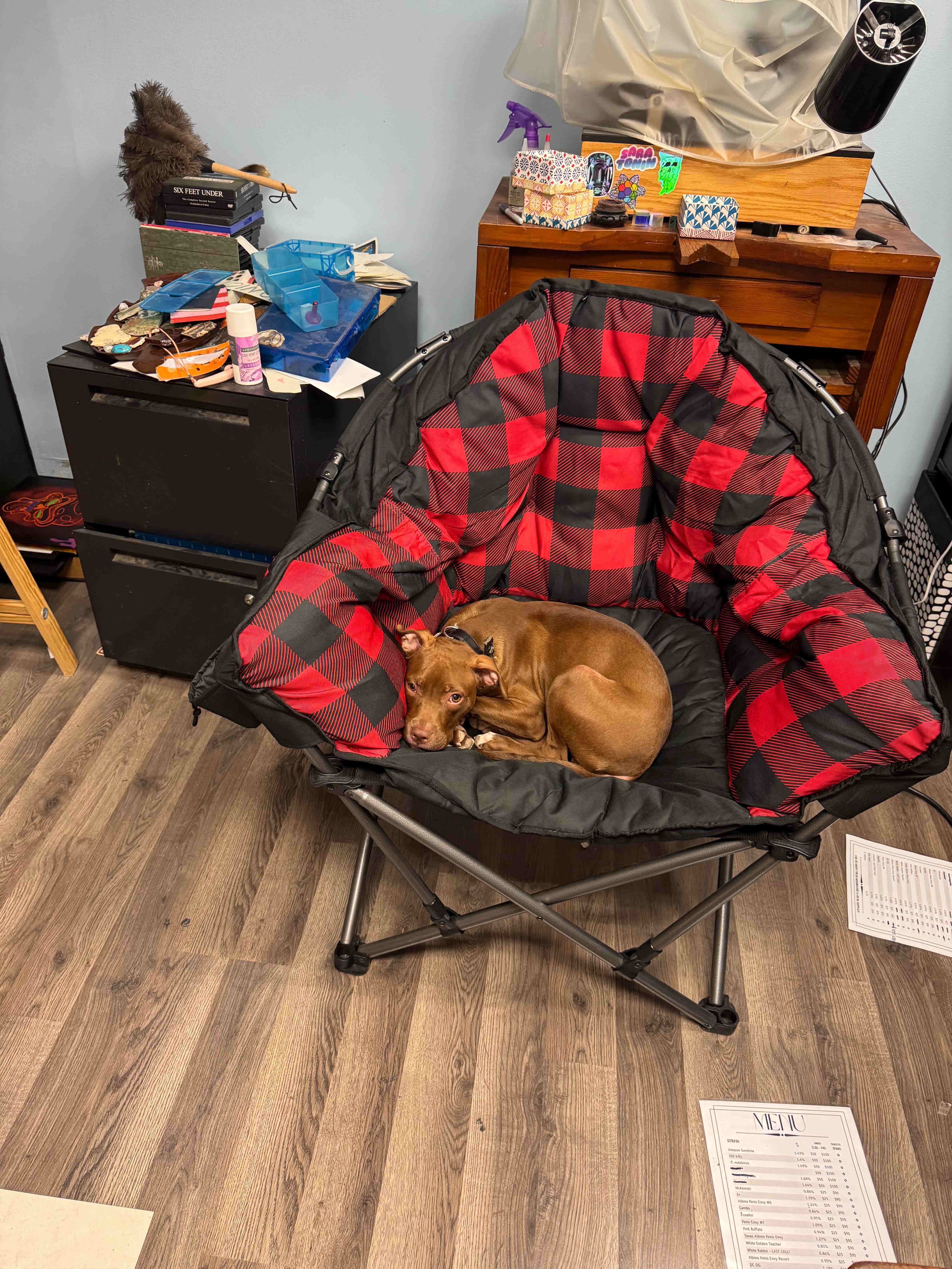 Cocoa Beans, a Adopted Mixed Breed in Swanton, OH image 4/4