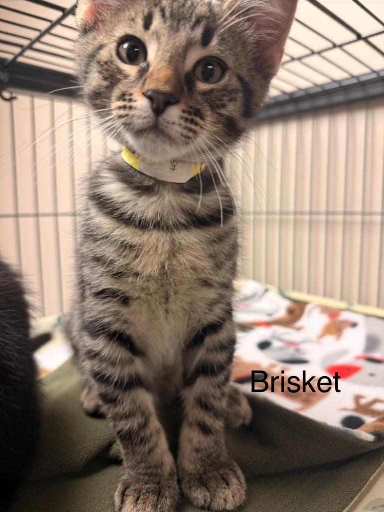 Brisket, Adopted, Kitten Male Domestic Short Hair.