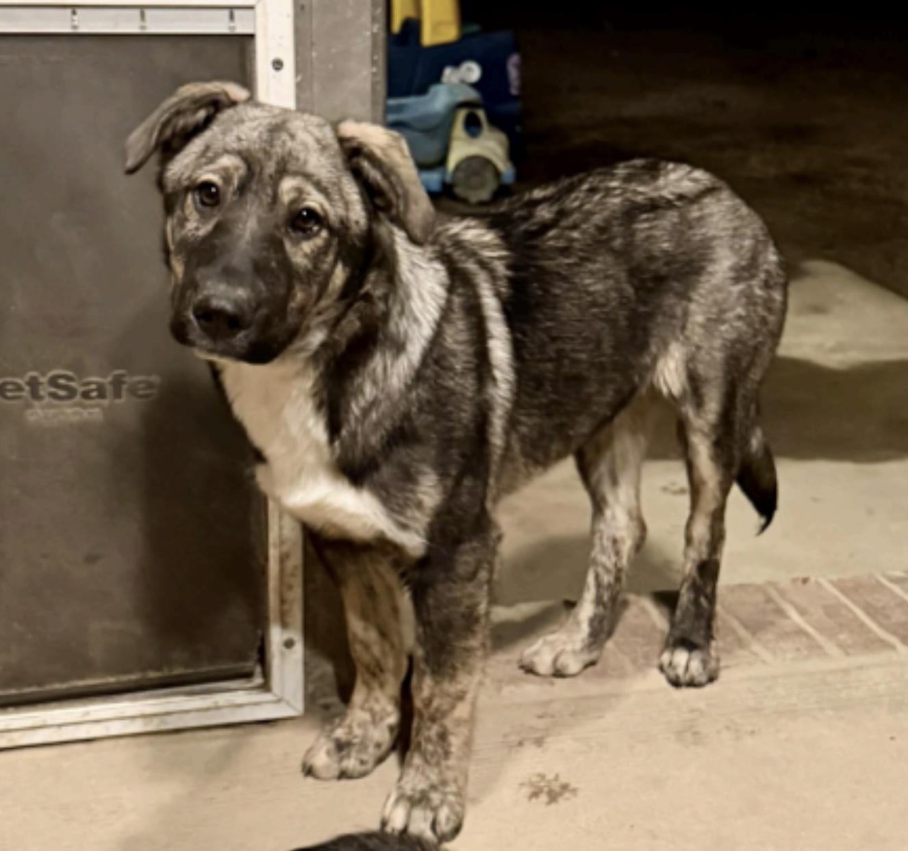 Enlarge Melvin, a ADOPTABLE mixed breed in Cedarburg, WI image 1/1