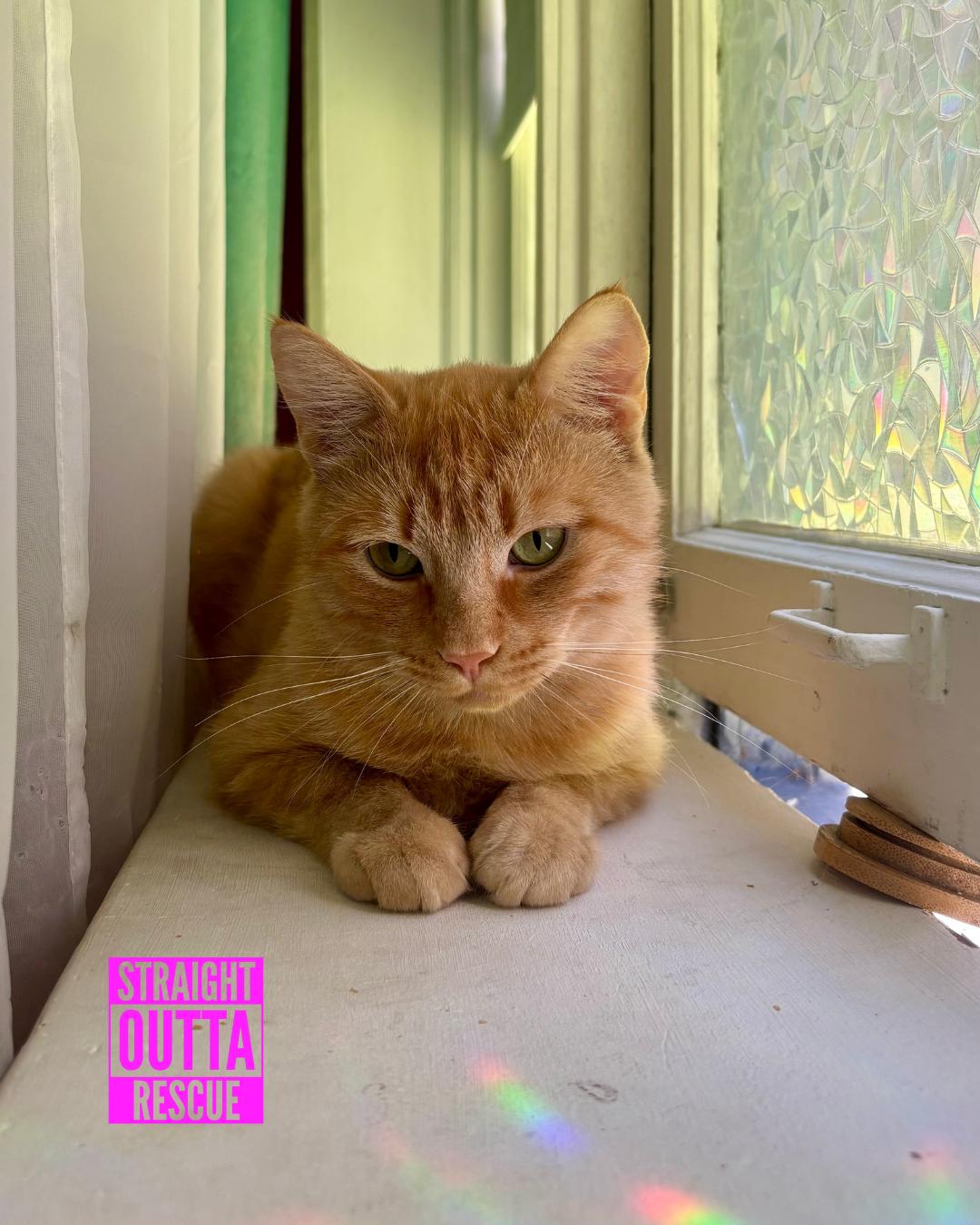Morton, an adoptable Tabby in Vancouver, BC, V6K 1P8 | Photo Image 1