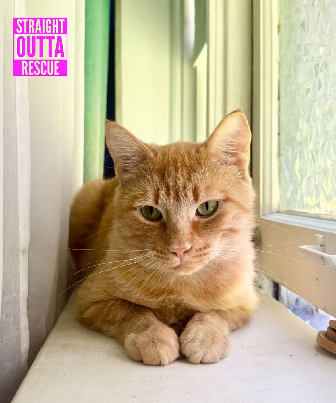 Enlarge Morton - New Bio*, a Adoptable Tabby in Vancouver, BC image 4/5