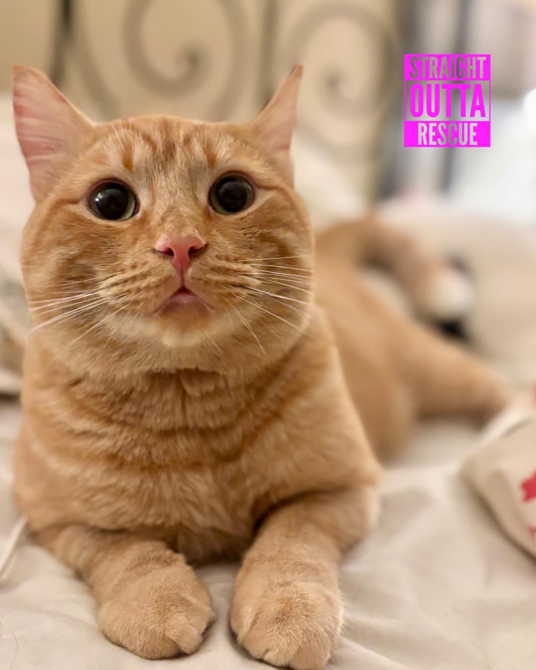 Morton - New Bio*, Adoptable, Adult Male Tabby.