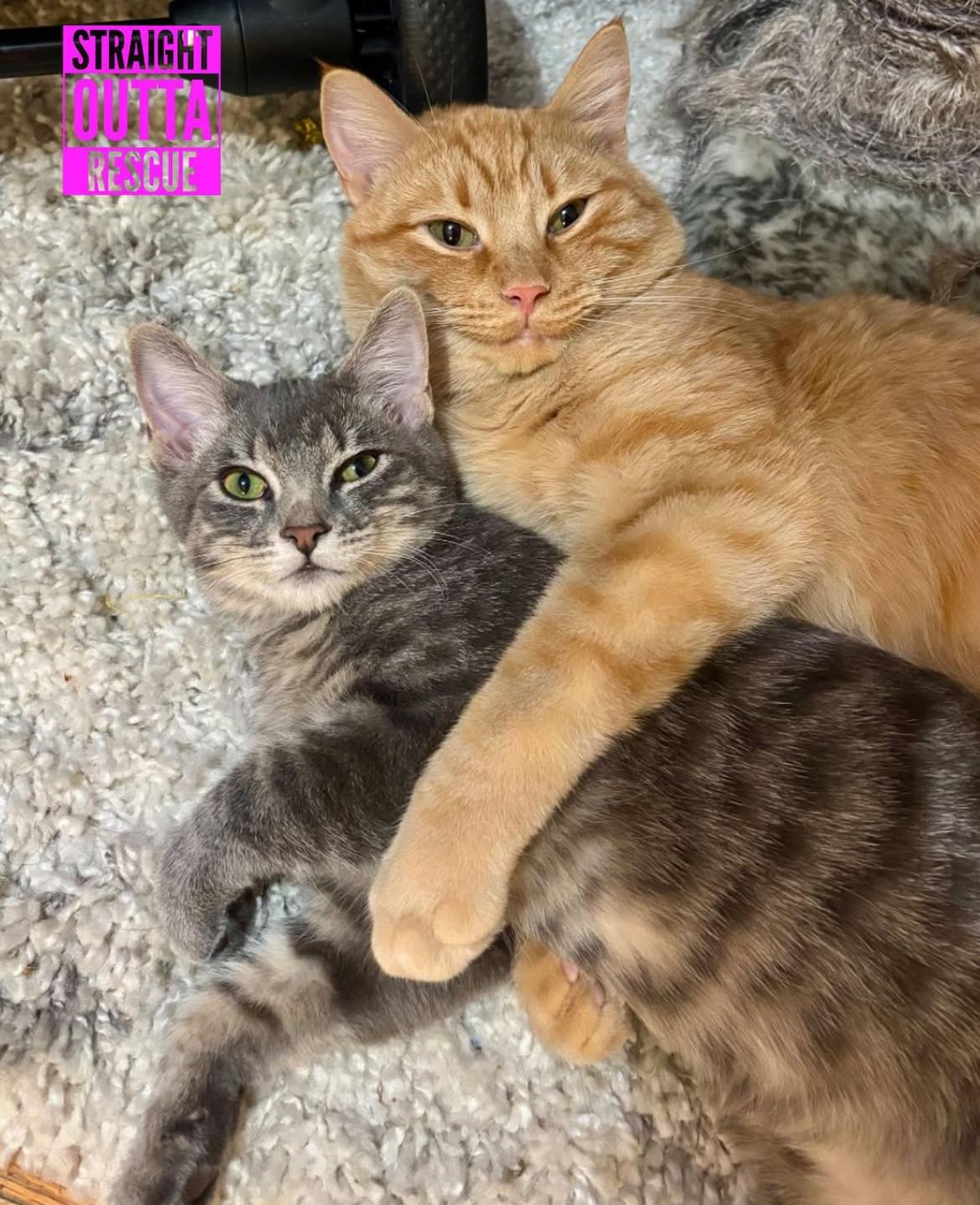 Enlarge Morton - New Bio*, a Adoptable Tabby in Vancouver, BC image 3/5