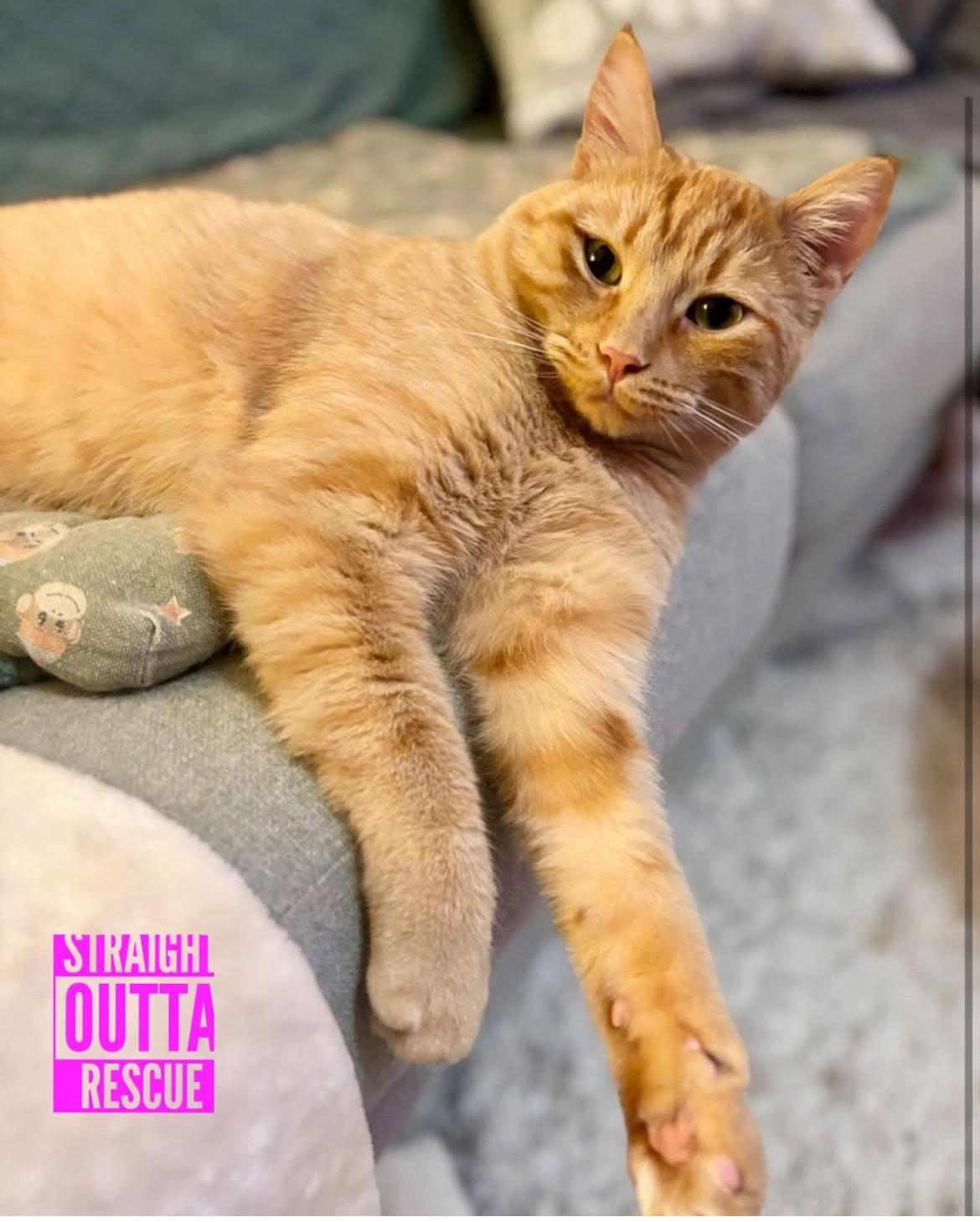 Enlarge Morton - New Bio*, a Adoptable Tabby in Vancouver, BC image 2/5