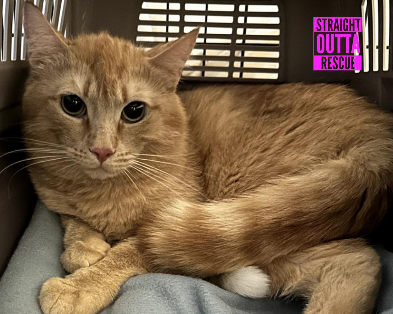 Morton, an adoptable Tabby in Vancouver, BC, V6K 1P8 | Photo Image 2