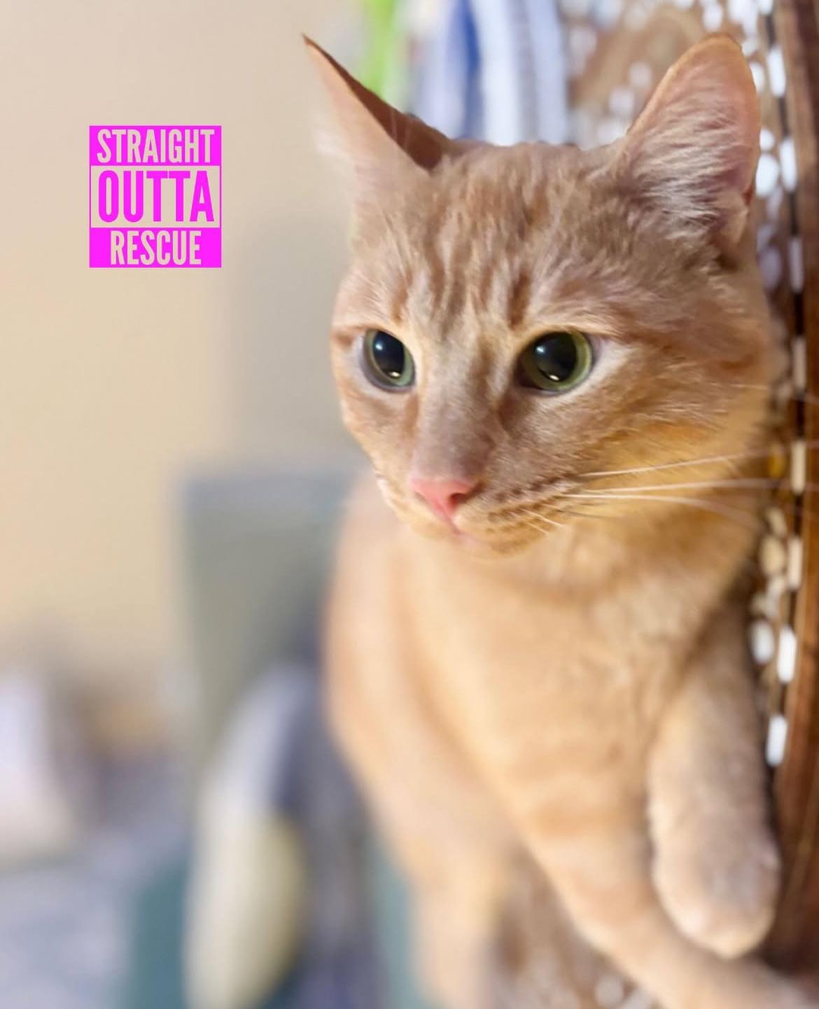 Enlarge Morton - New Bio*, a Adoptable Tabby in Vancouver, BC image 5/5