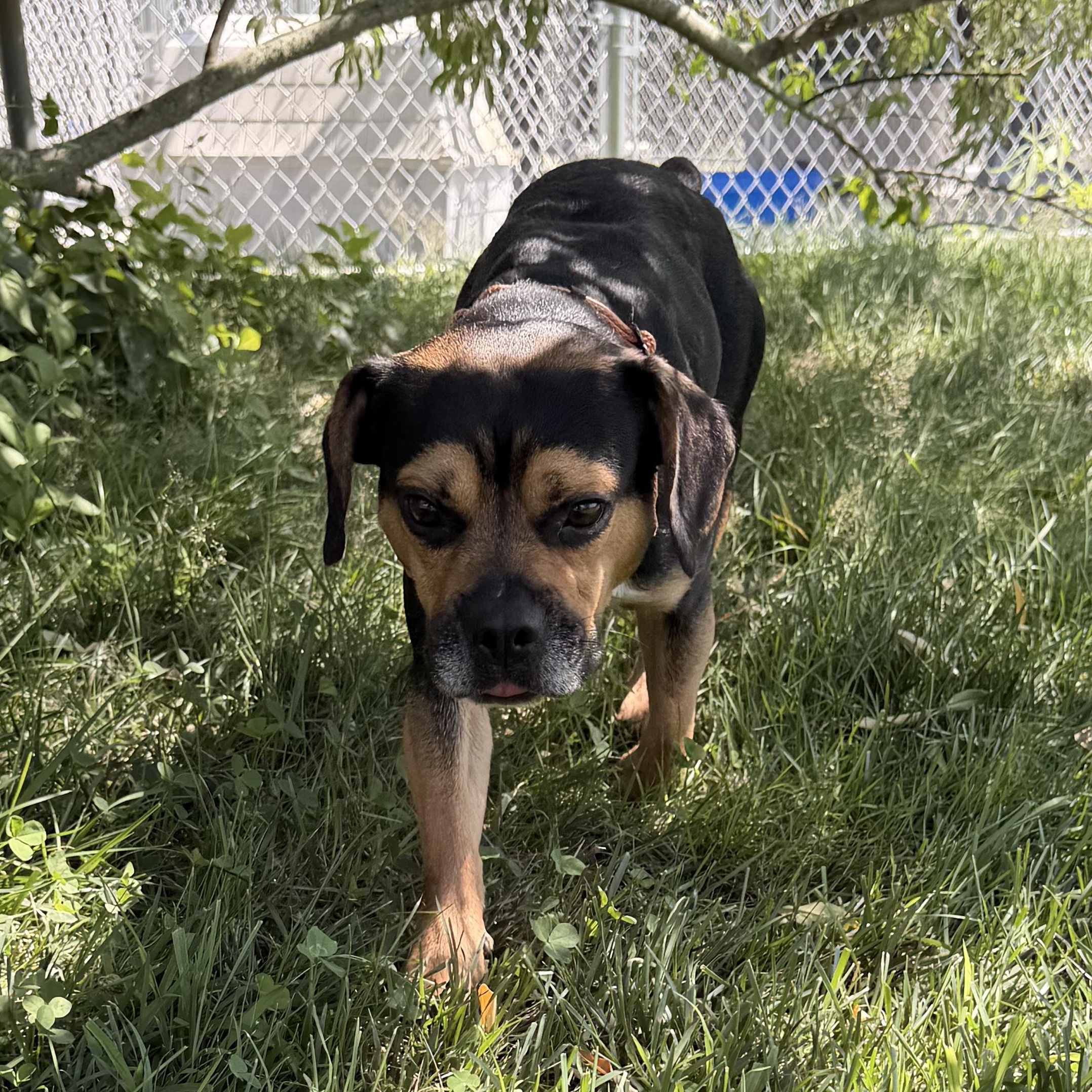 Teddy, ADOPTABLE, Young Male Beagle.