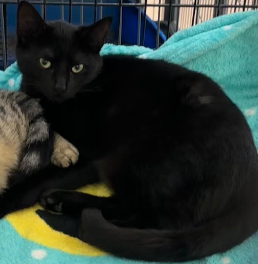 BAILEY, Adoptable, Young Female Domestic Short Hair.