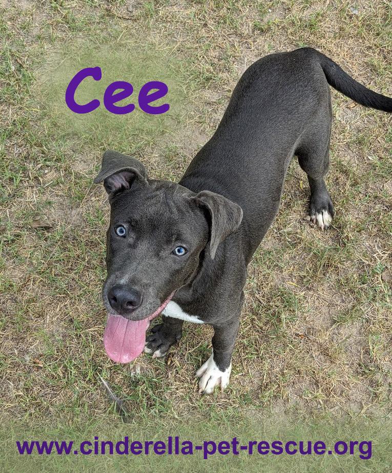 Enlarge Cee, a Adoptable Staffordshire Bull Terrier in Mission, TX image 3/6
