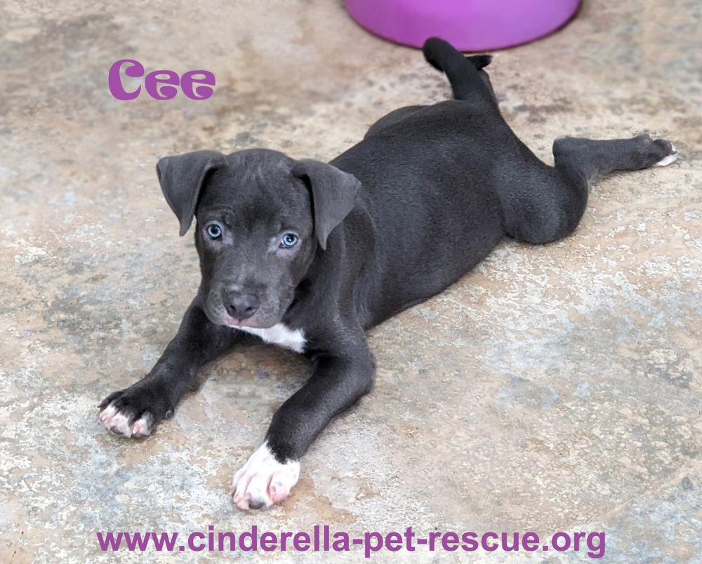 Enlarge Cee, a Adoptable Staffordshire Bull Terrier in Mission, TX image 4/6
