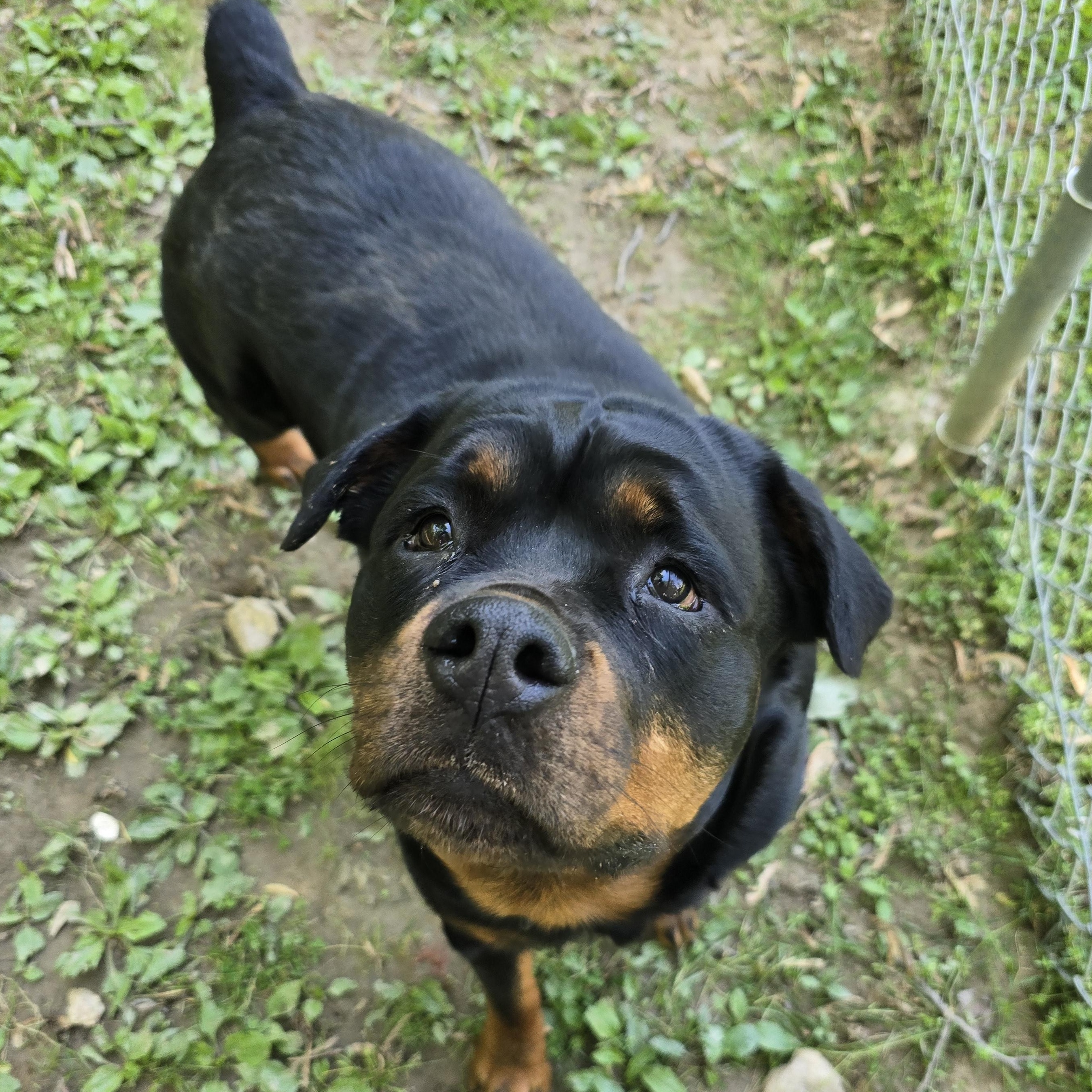 Giselle, adopted, Adult Female Rottweiler.