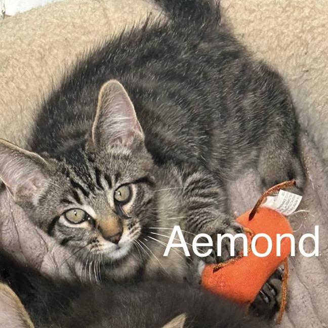Enlarge Aemond, a Adoptable Domestic Short Hair in Wheeling, IL image 1/6