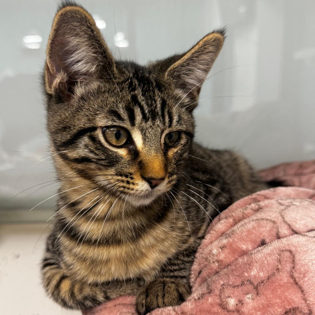 Enlarge Aemond, a Adoptable Domestic Short Hair in Wheeling, IL image 2/6