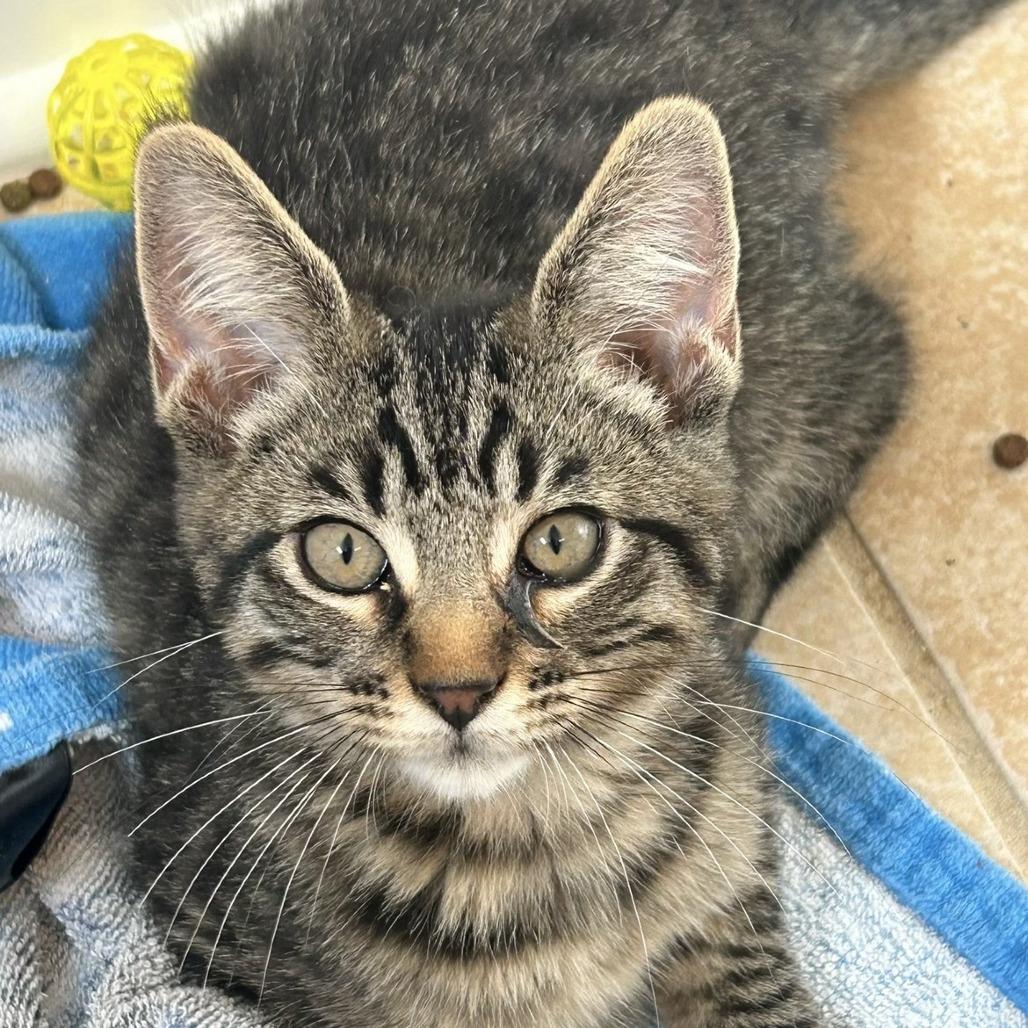 Enlarge Aemond, a Adoptable Domestic Short Hair in Wheeling, IL image 3/6
