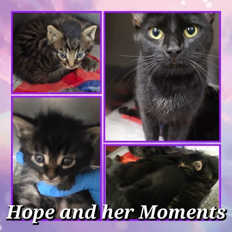 Enlarge Aemond, a Adoptable Domestic Short Hair in Wheeling, IL image 5/6
