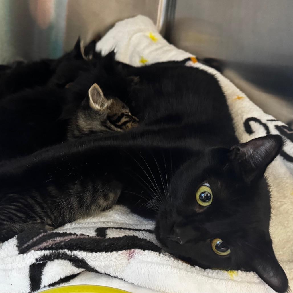 Enlarge Aemond, a Adoptable Domestic Short Hair in Wheeling, IL image 6/6