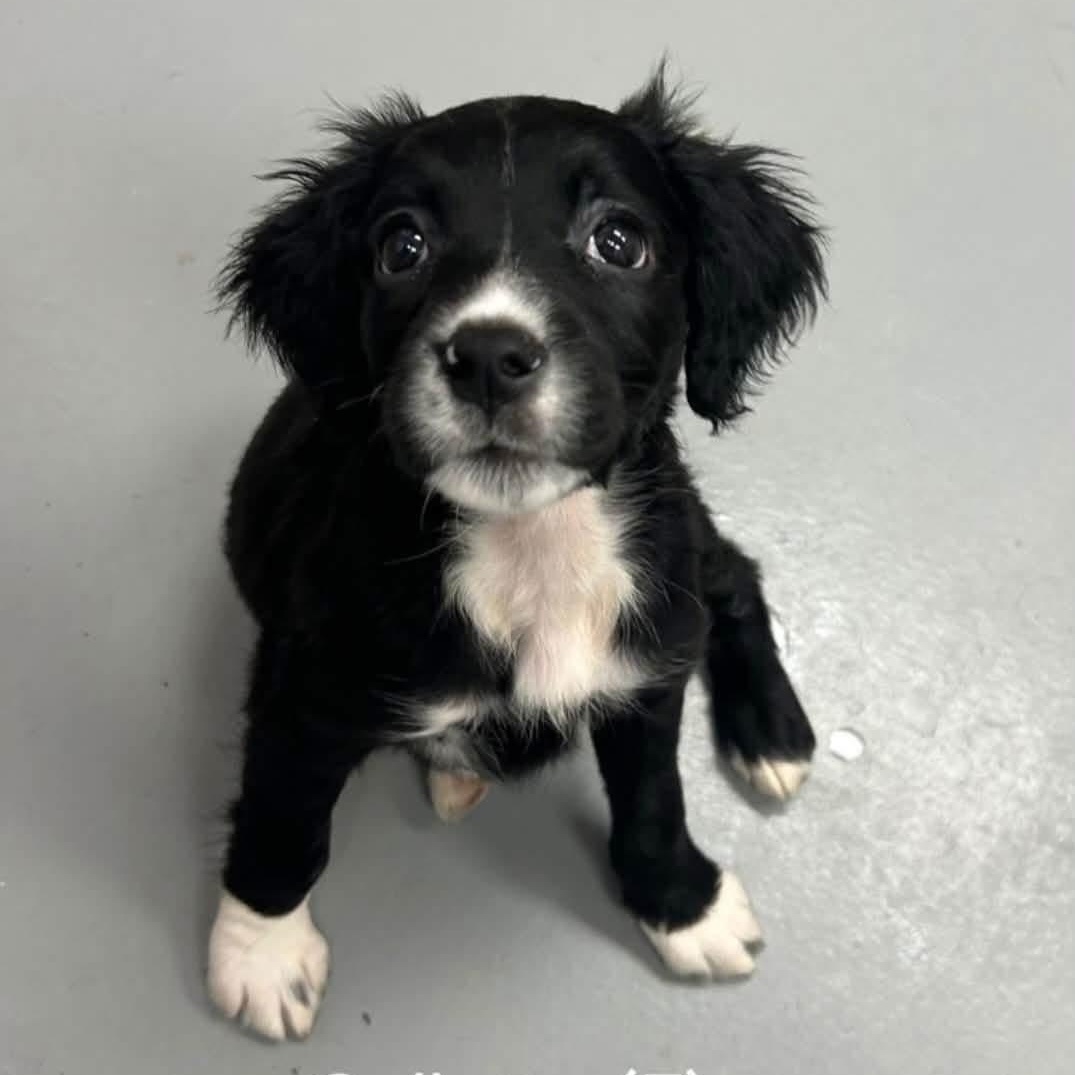 Enlarge Collette, a ADOPTABLE Mixed Breed in Yaphank, NY image 2/2