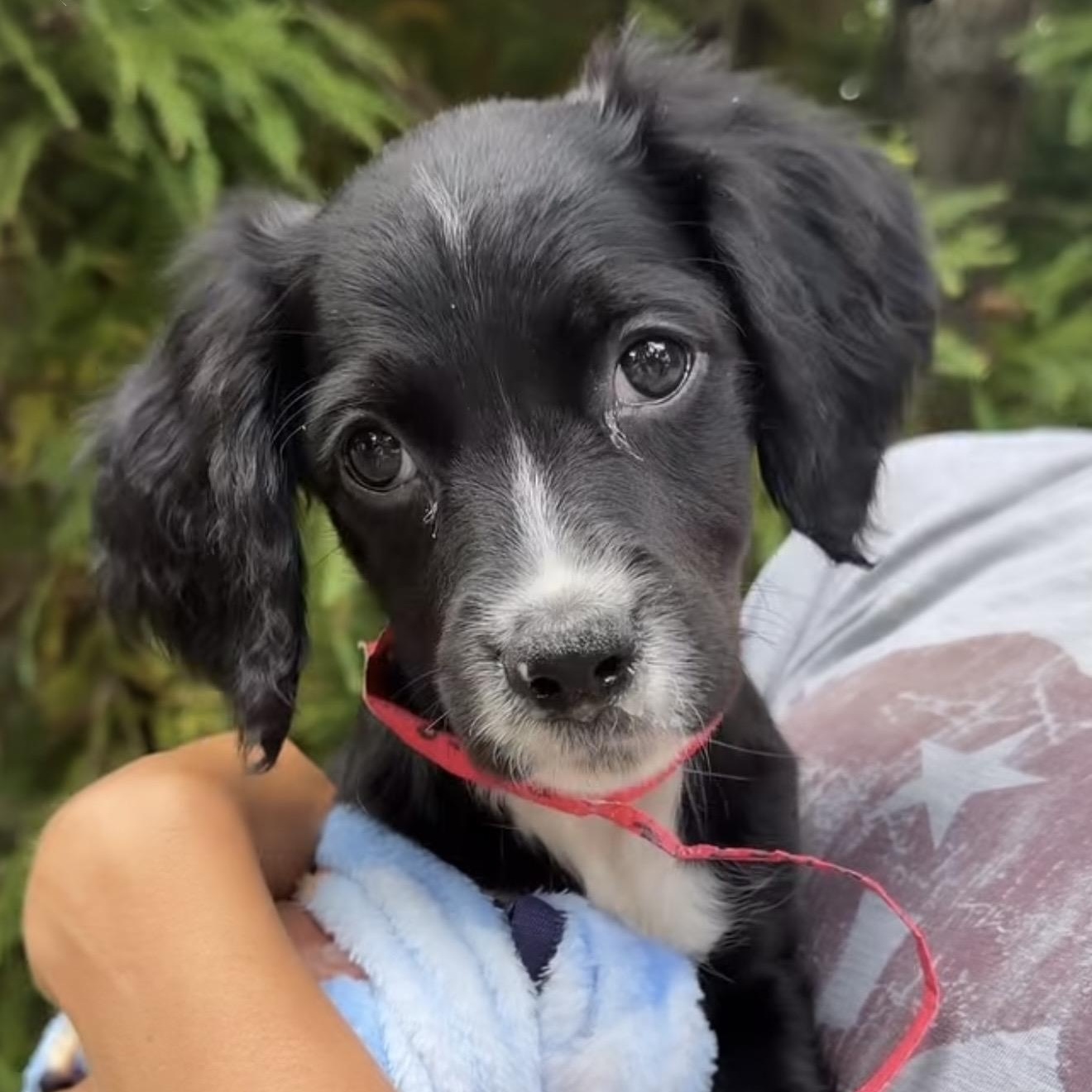 Collette, ADOPTABLE, Puppy Female Mixed Breed.