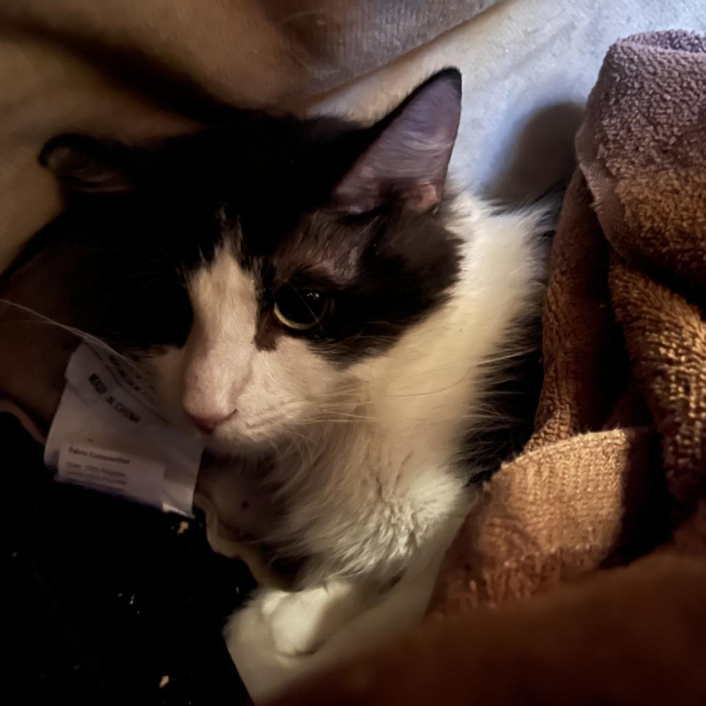 Enlarge Mom Jeans, a Adoptable Domestic Short Hair in Tempe, AZ image 1/6