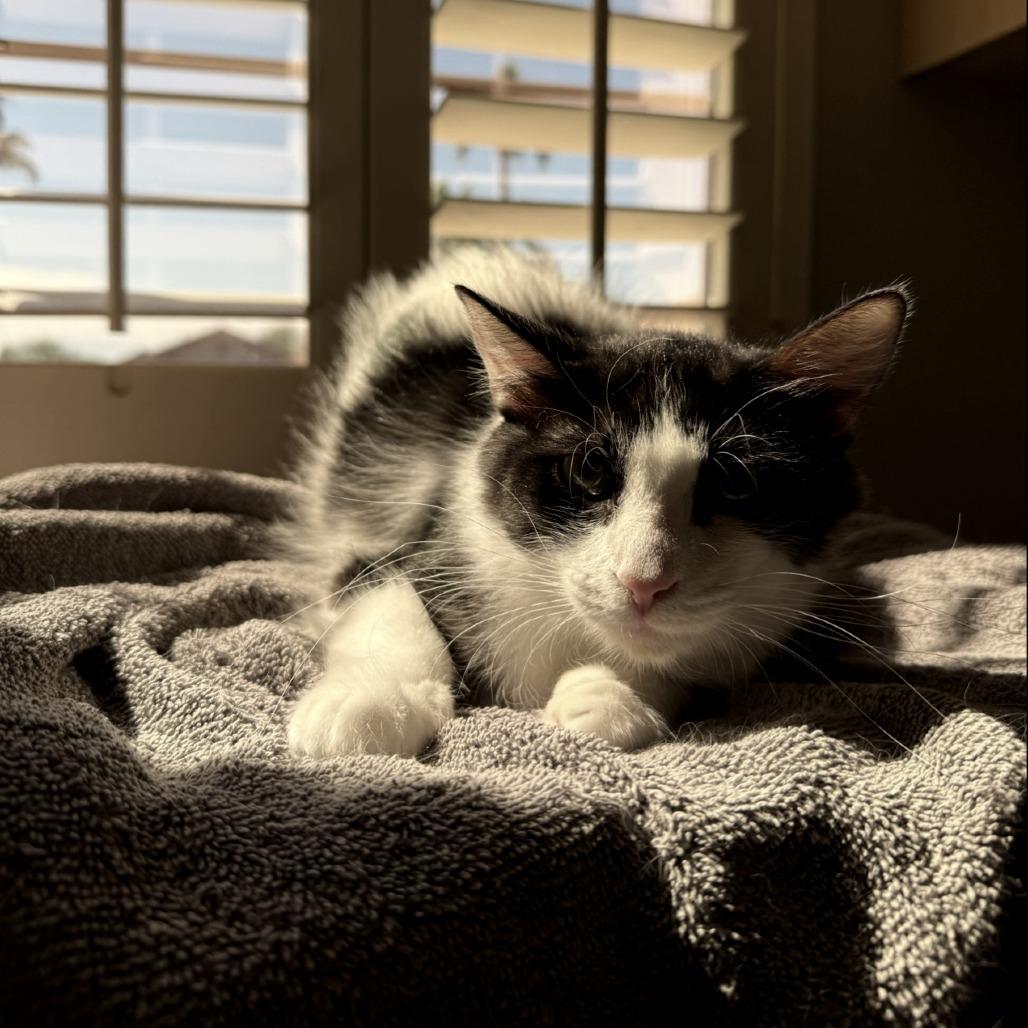 Enlarge Mom Jeans, a Adoptable Domestic Short Hair in Tempe, AZ image 2/6